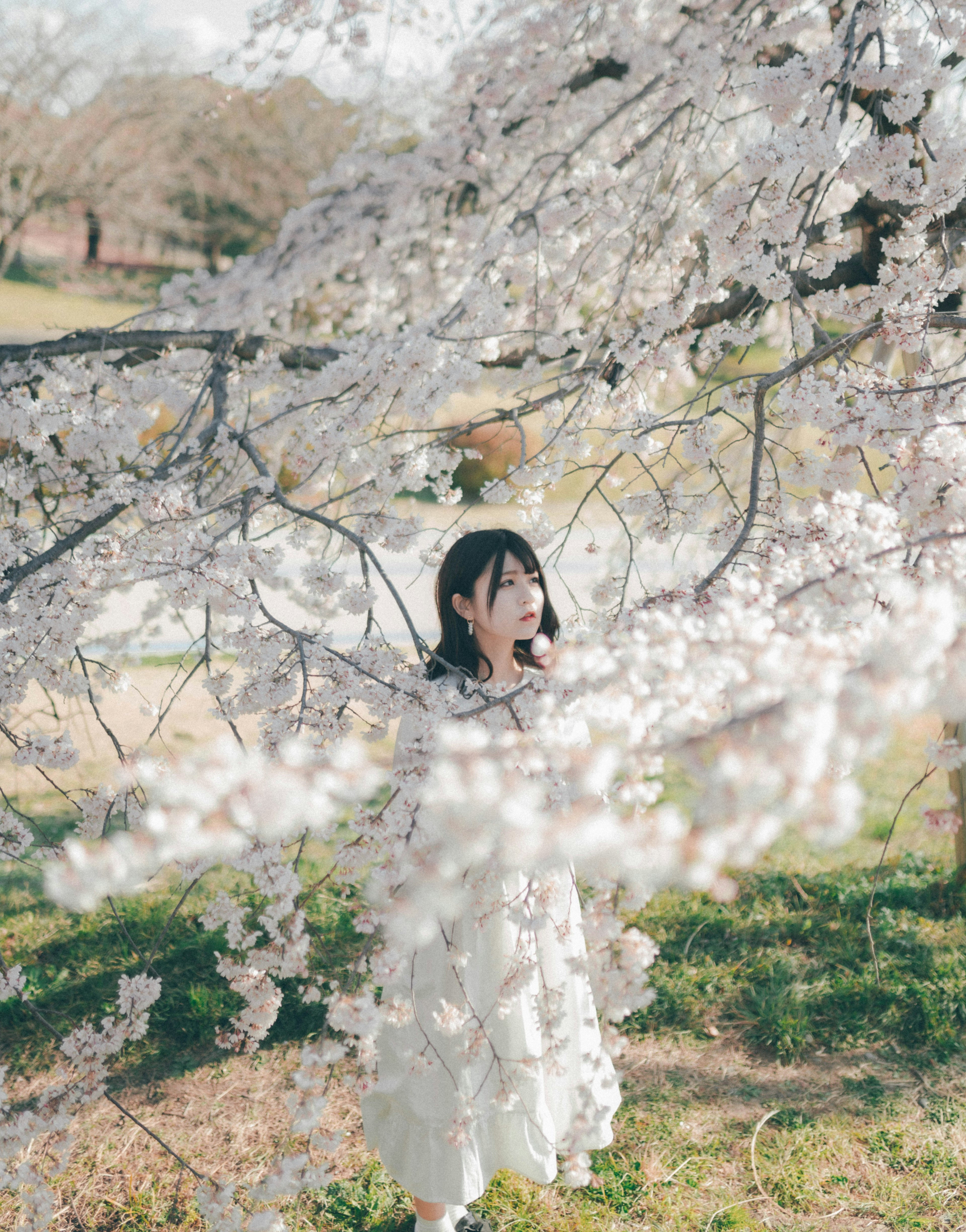 Une fille souriante sous un cerisier en fleurs