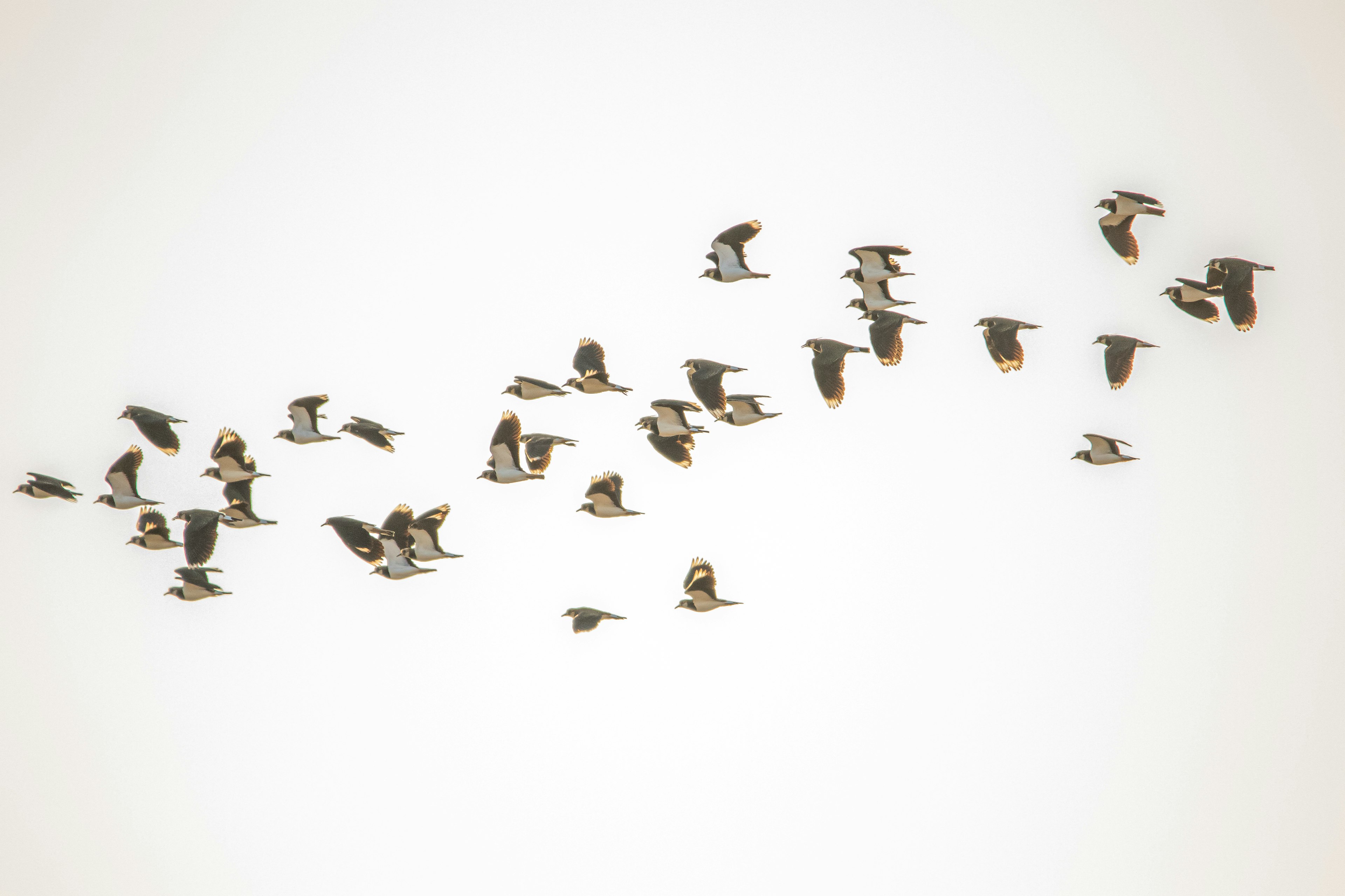 Un grupo de aves volando contra un fondo claro