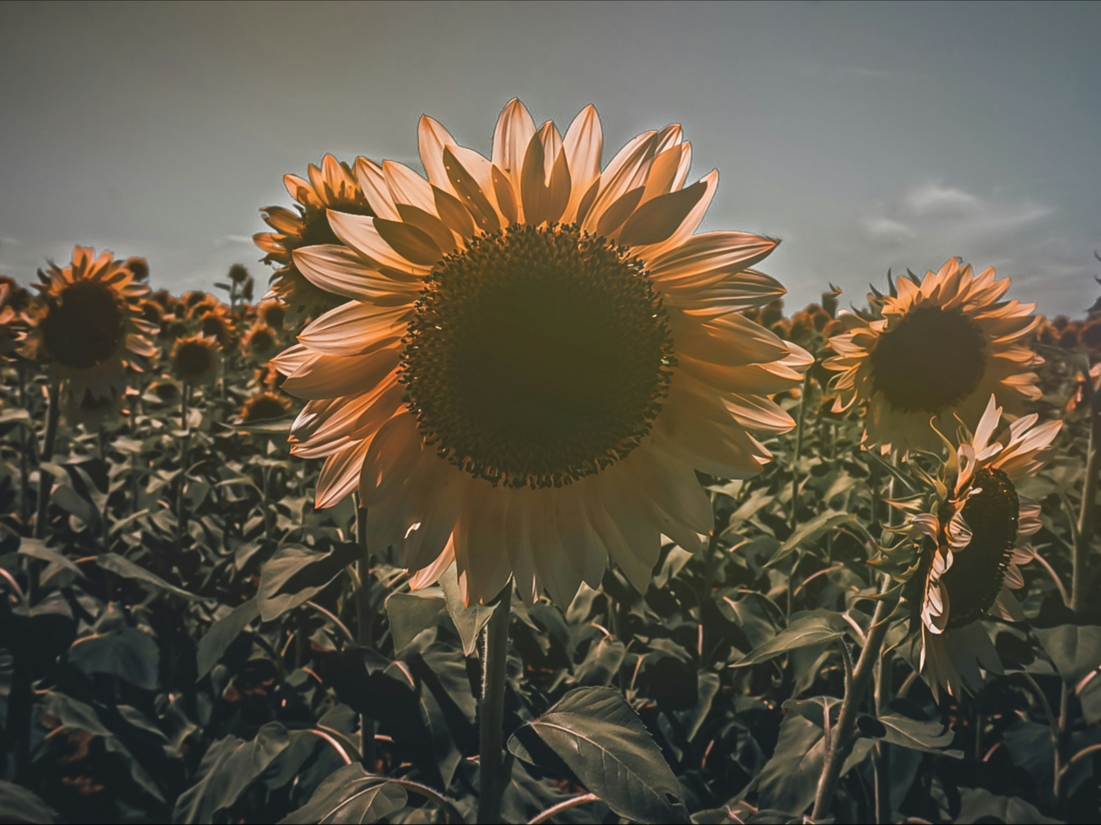 Bright sunflowers blooming in a field