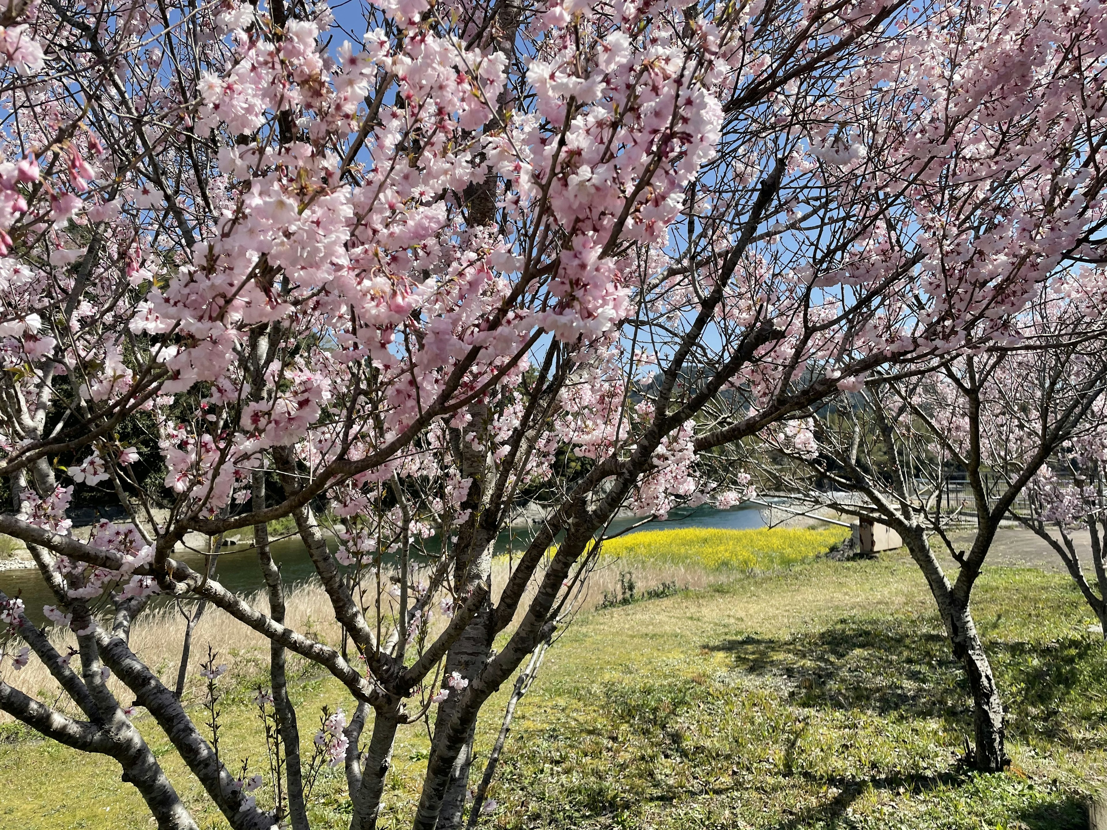 桜の花が咲いている木と青空の風景