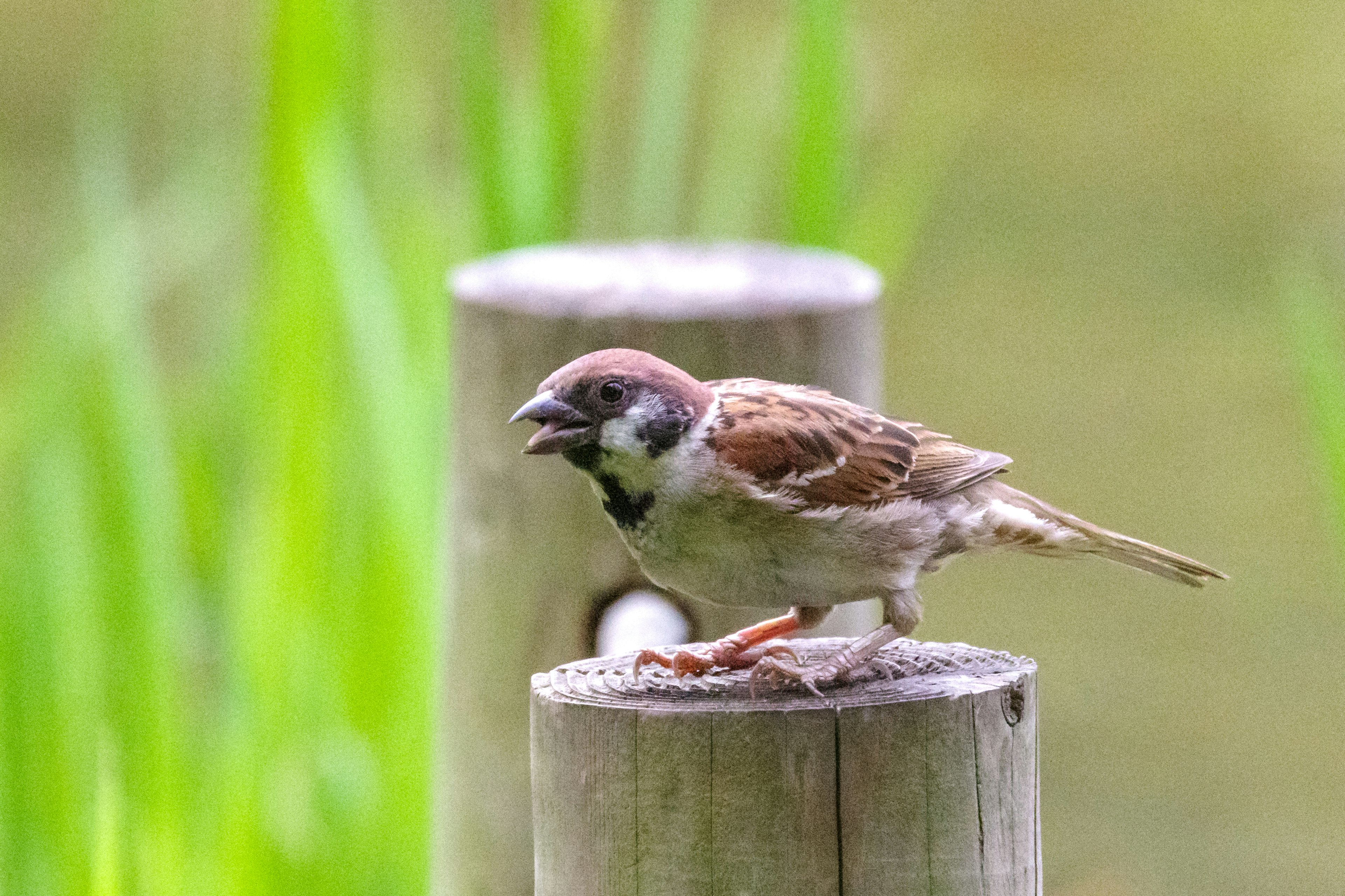 Sparrow standing on a wooden post with green background