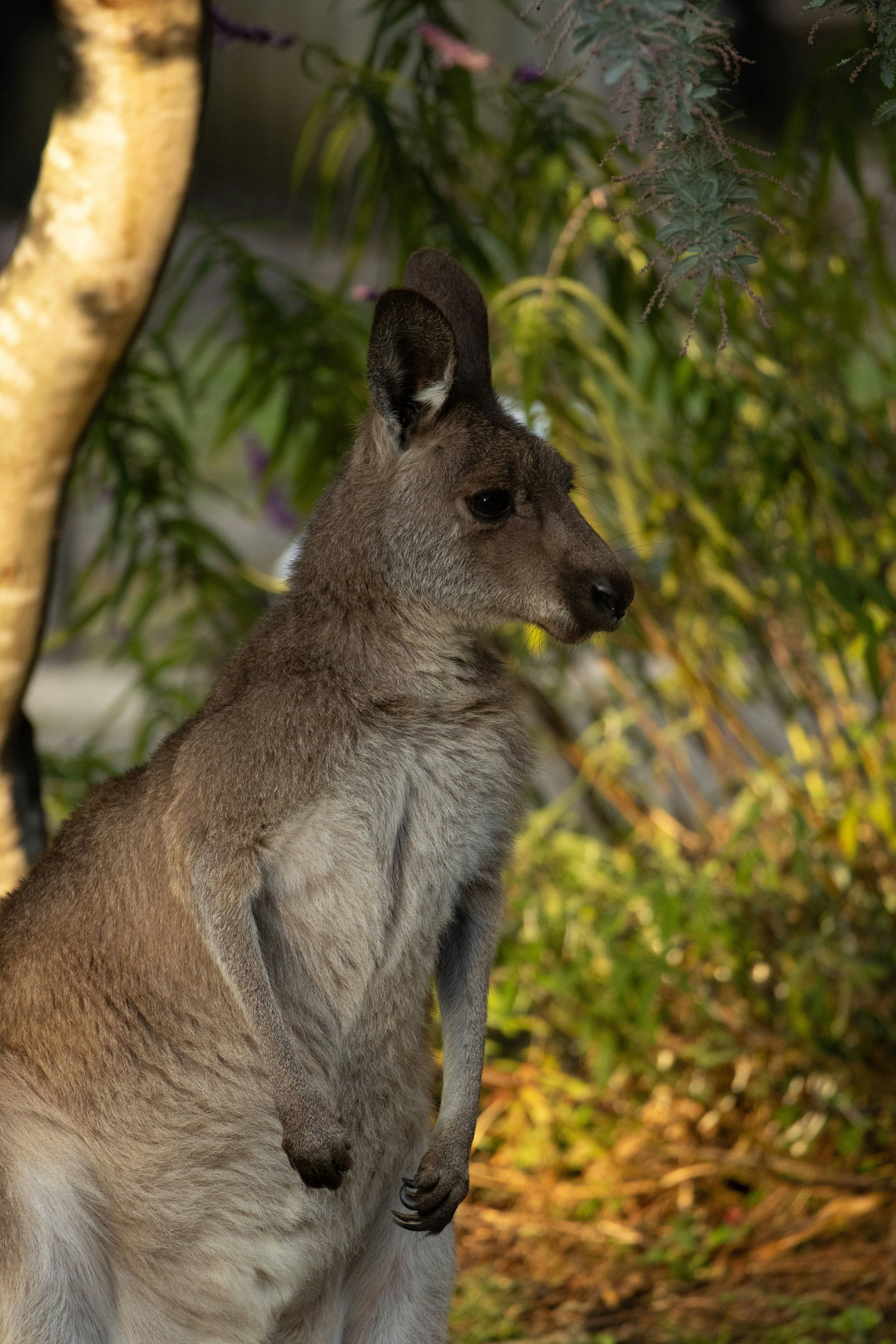 Một con kangaroo đứng trong môi trường tự nhiên với cây xanh và cây cối ở phía sau