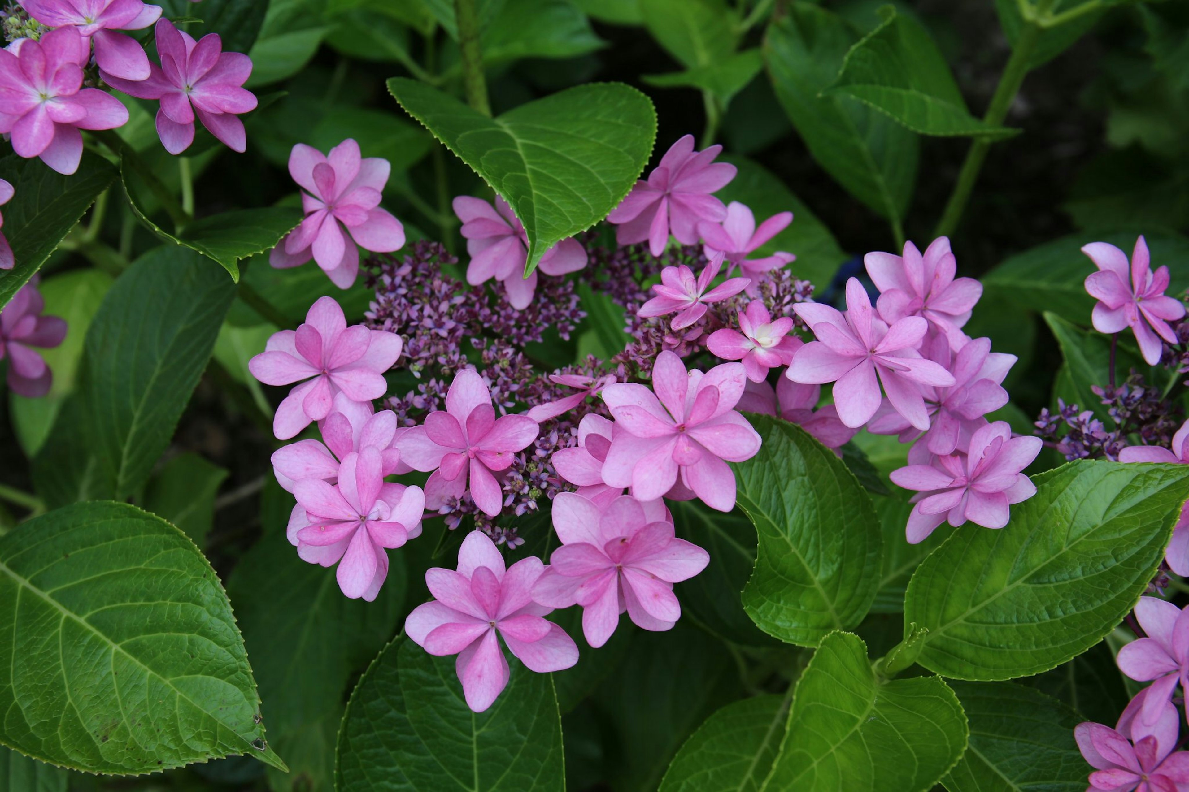 Nahaufnahme von schönen rosa Blumen und grünen Blättern