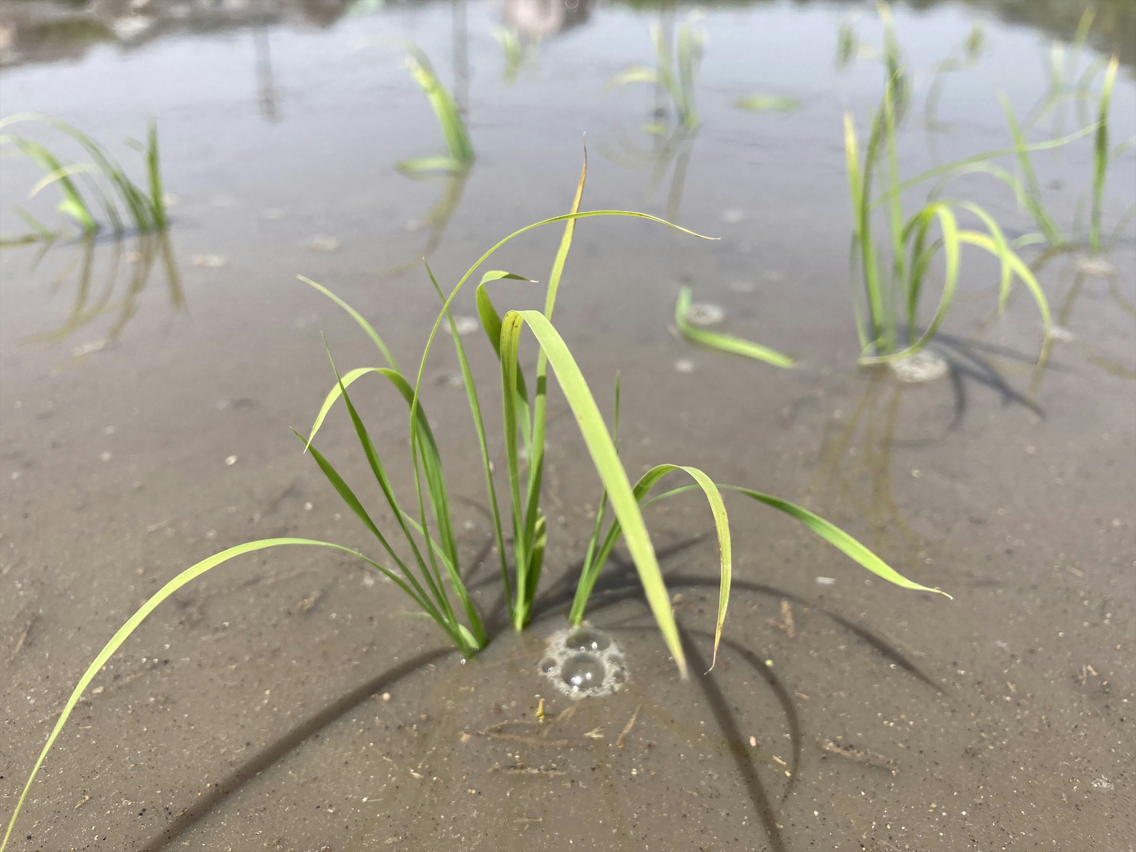 水田の中に生えている緑色の草の茎が映っている