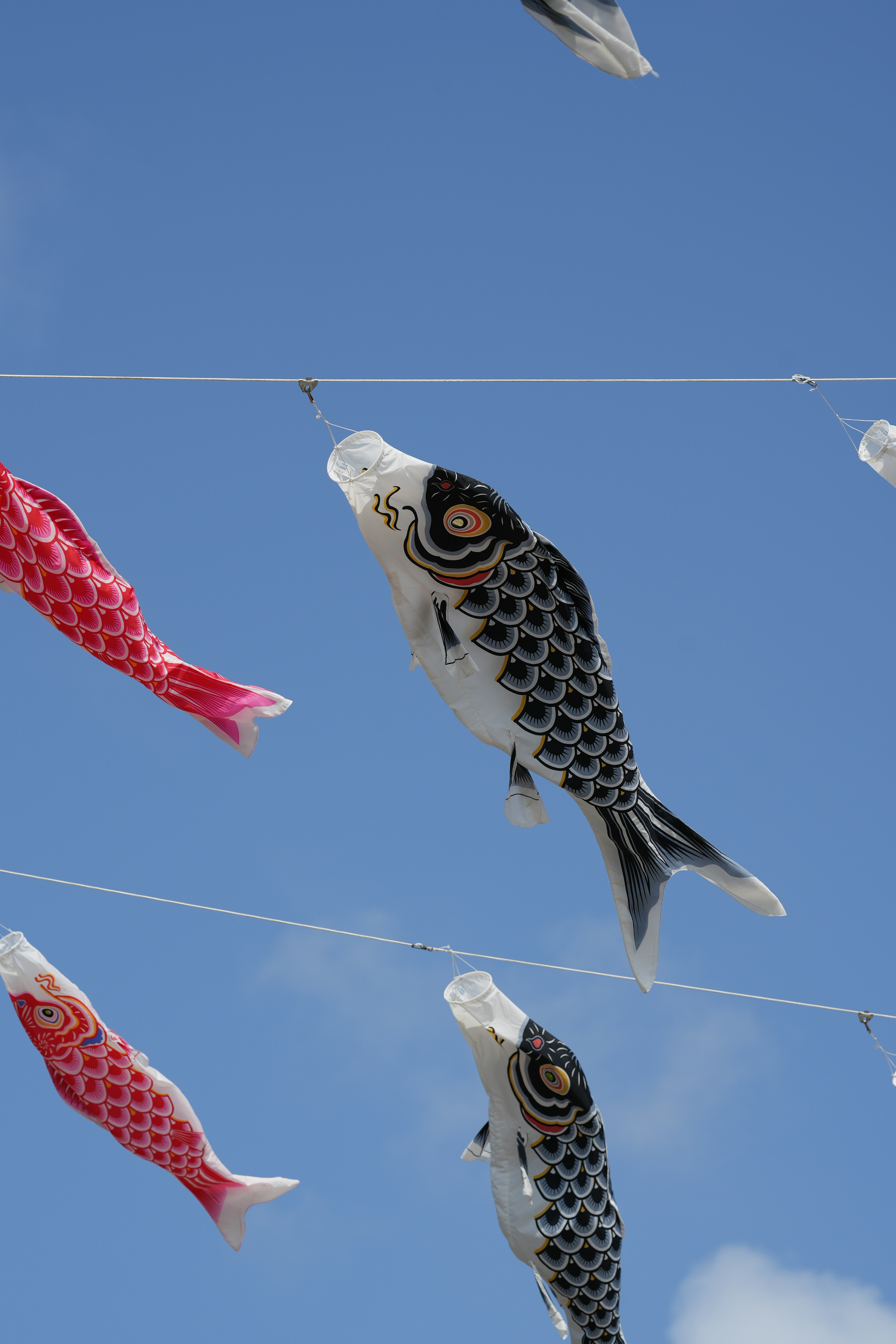 Koi-Fisch-Wimpel wehen unter einem klaren blauen Himmel