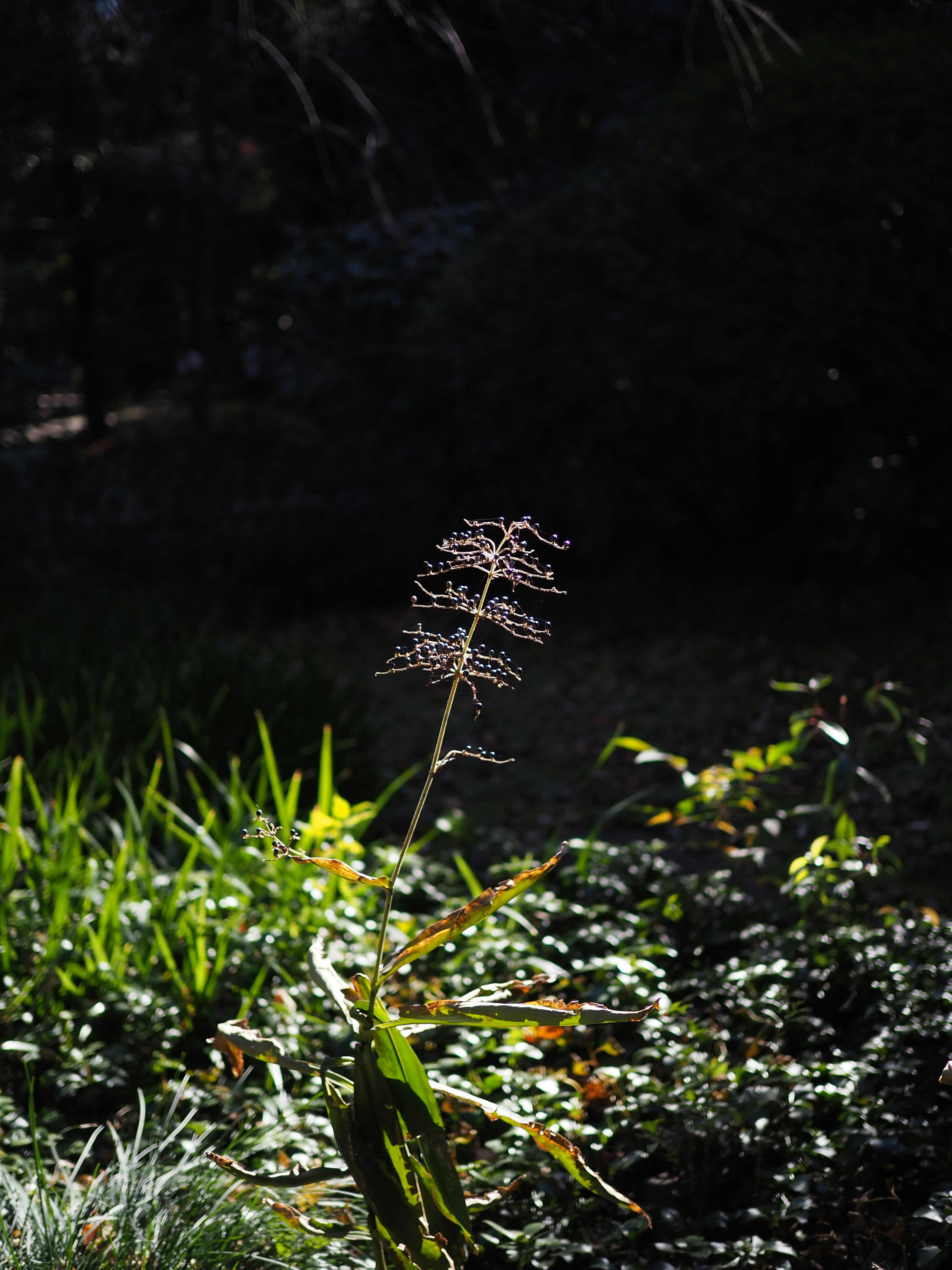 Une tige de plante mince avec de petits boutons floraux se détachant sur un fond sombre