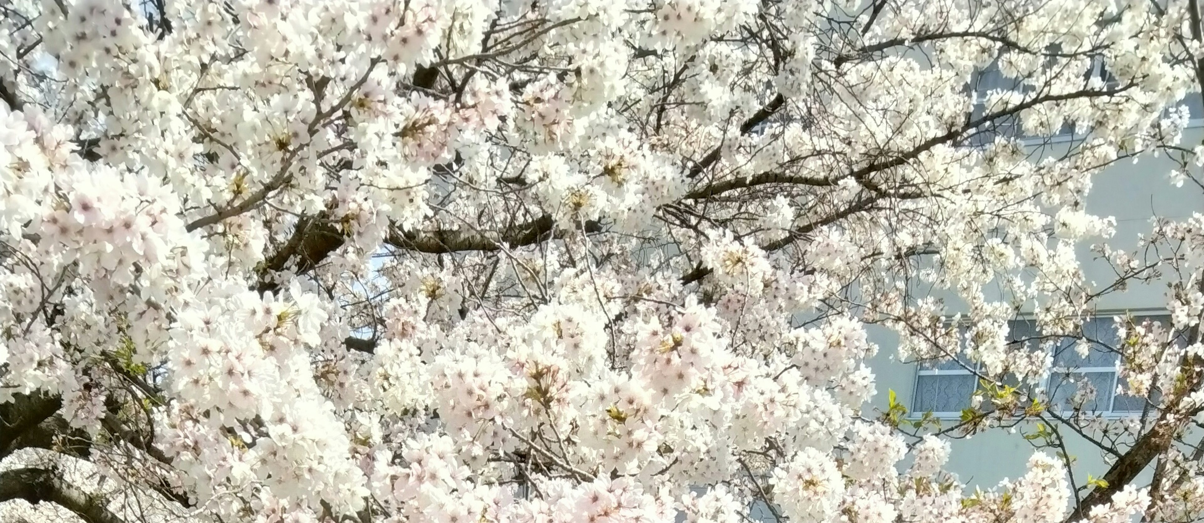 Primo piano di fiori di ciliegio su un albero