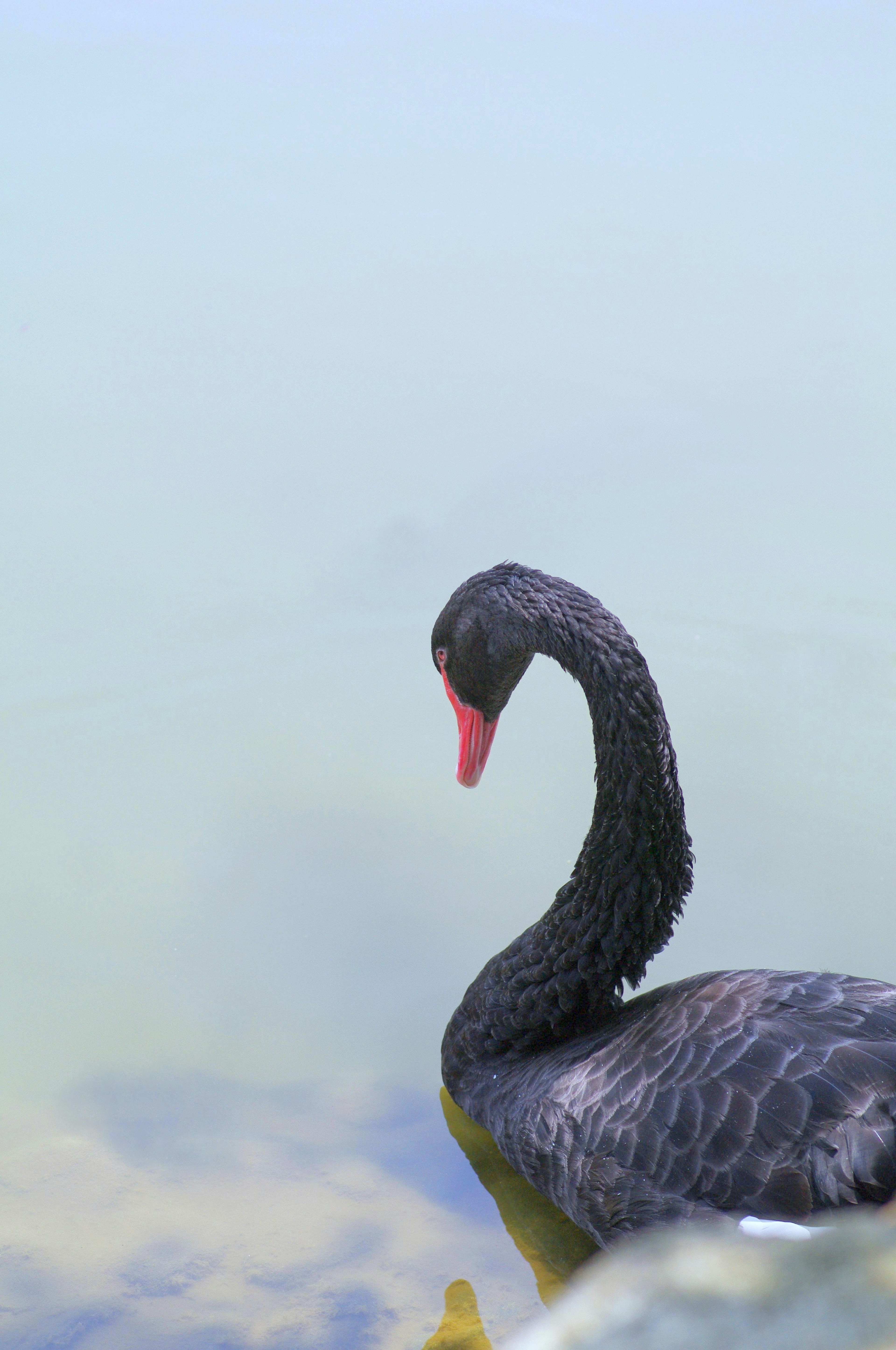 Black swan standing near the water's edge