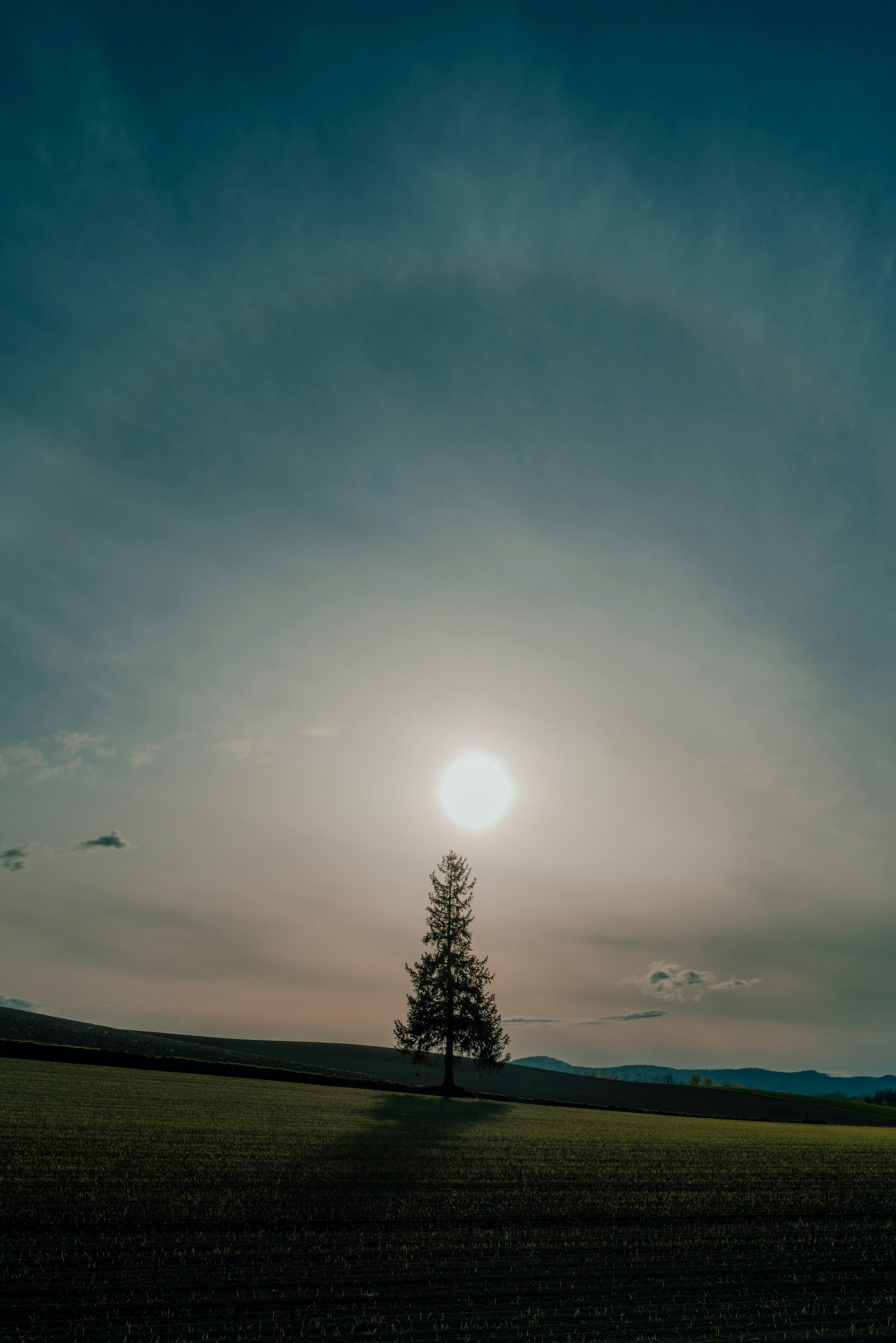 青空の下に立つ一本の木とその影 まぶしい太陽とハロー現象