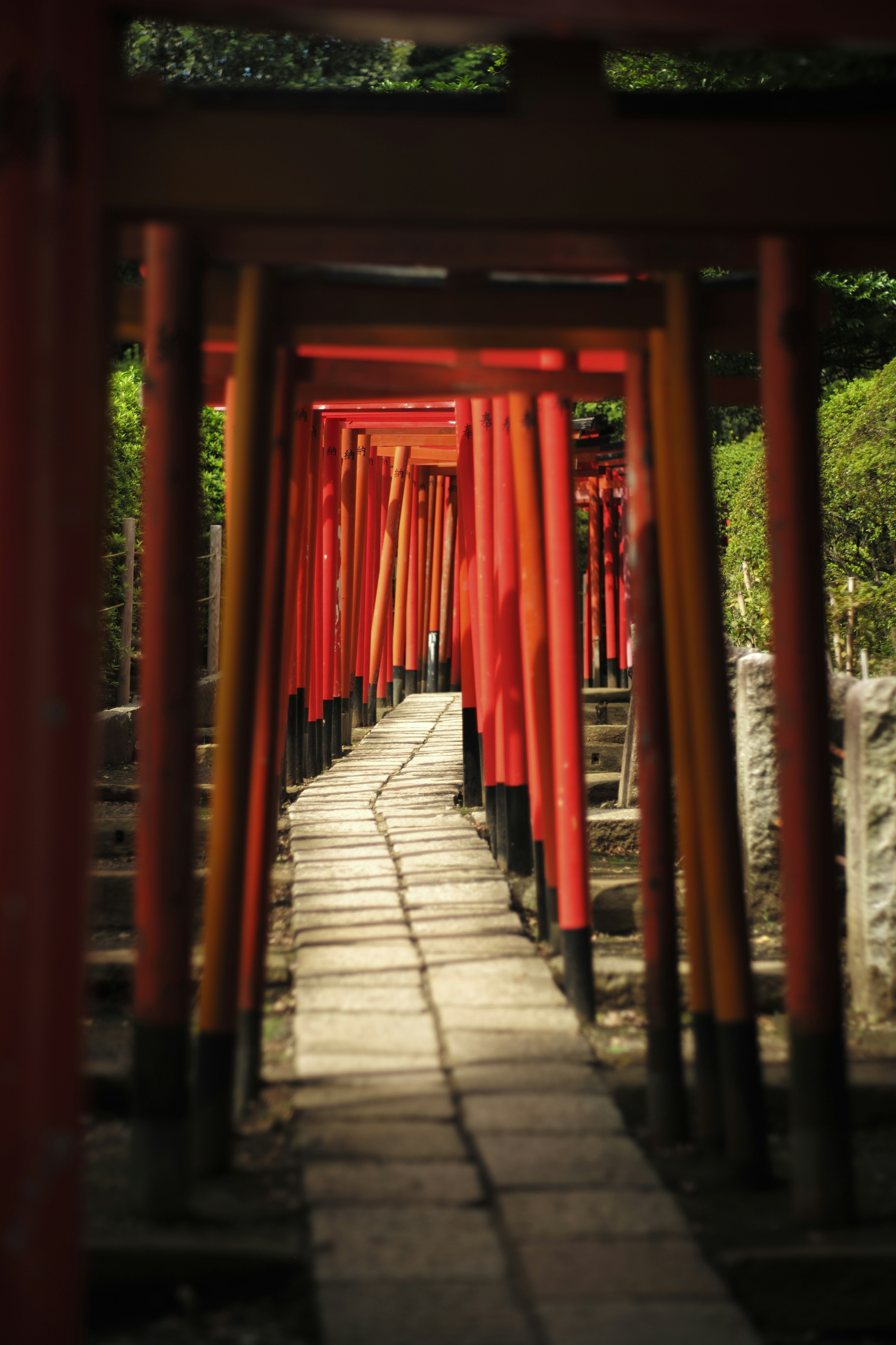 Sendero flanqueado por puertas torii rojas