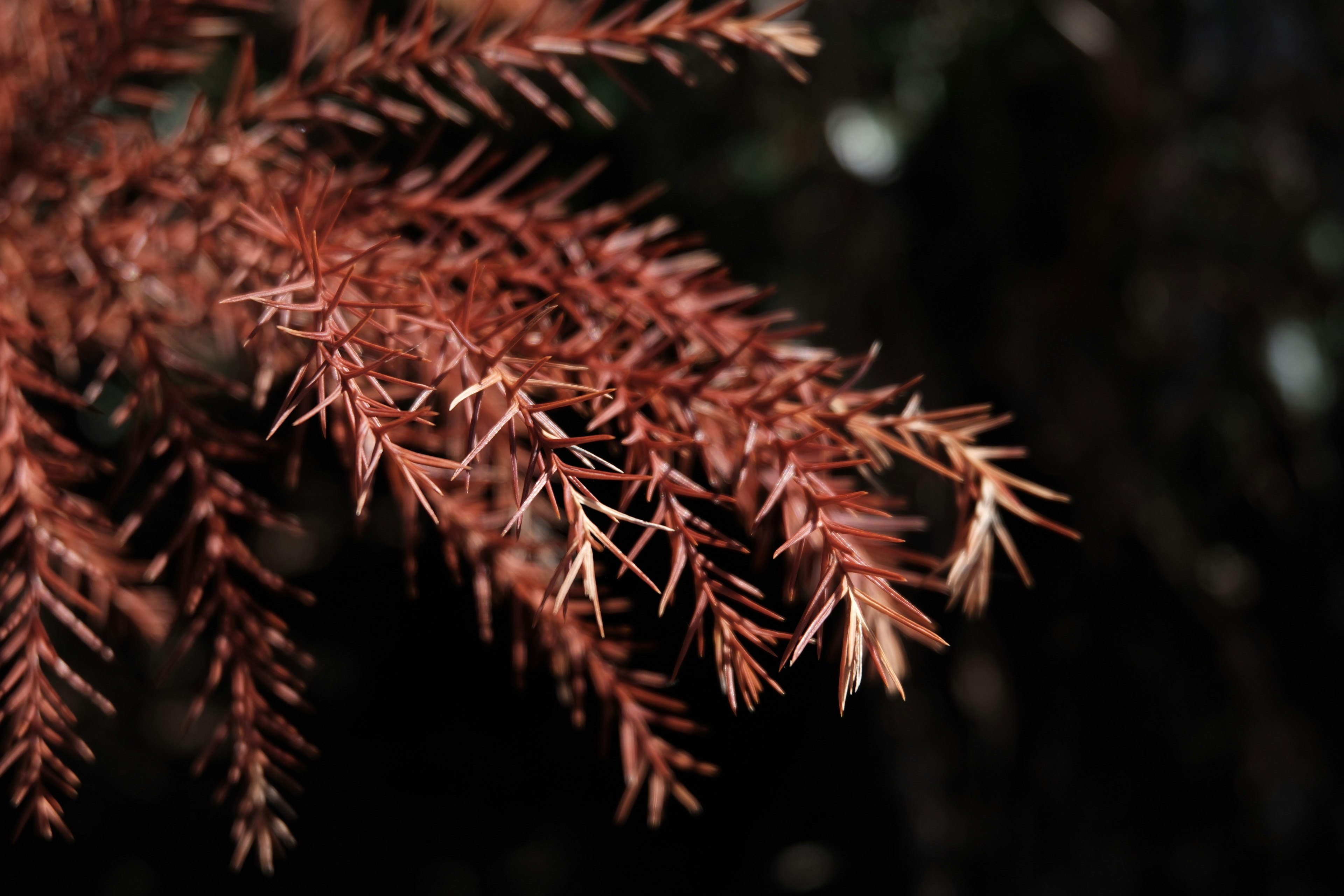 Close-up of a branch with reddish-brown leaves