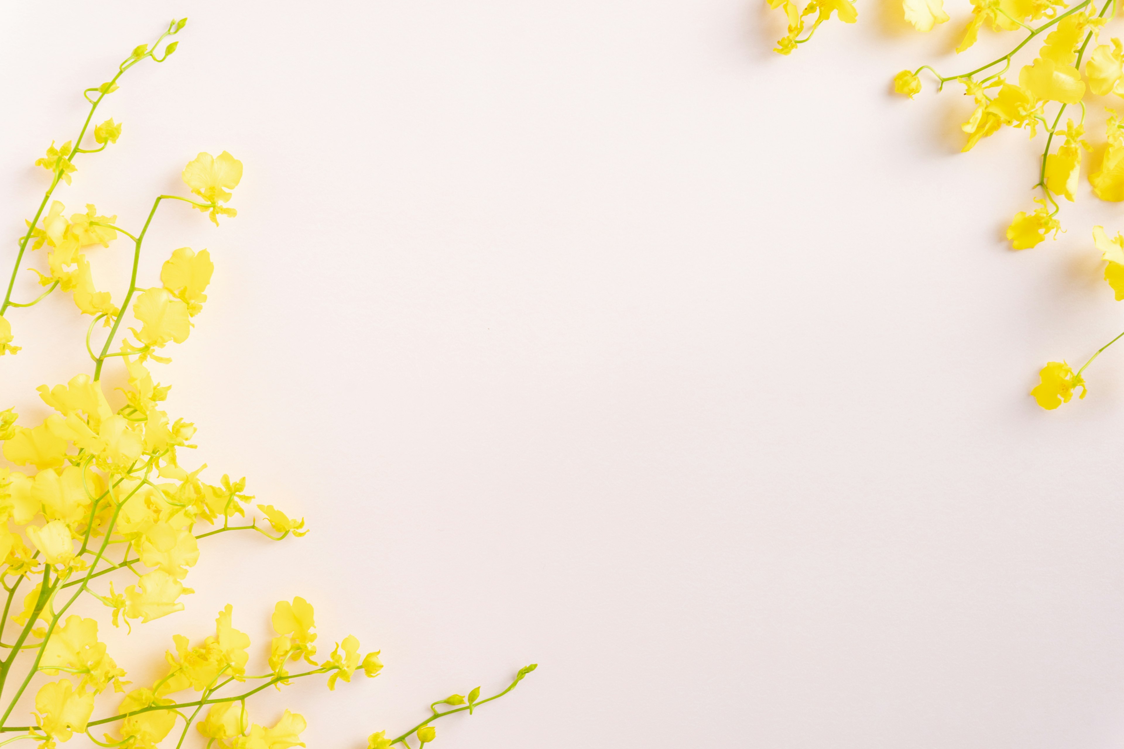 Yellow flowers scattered on a soft background creating a beautiful design