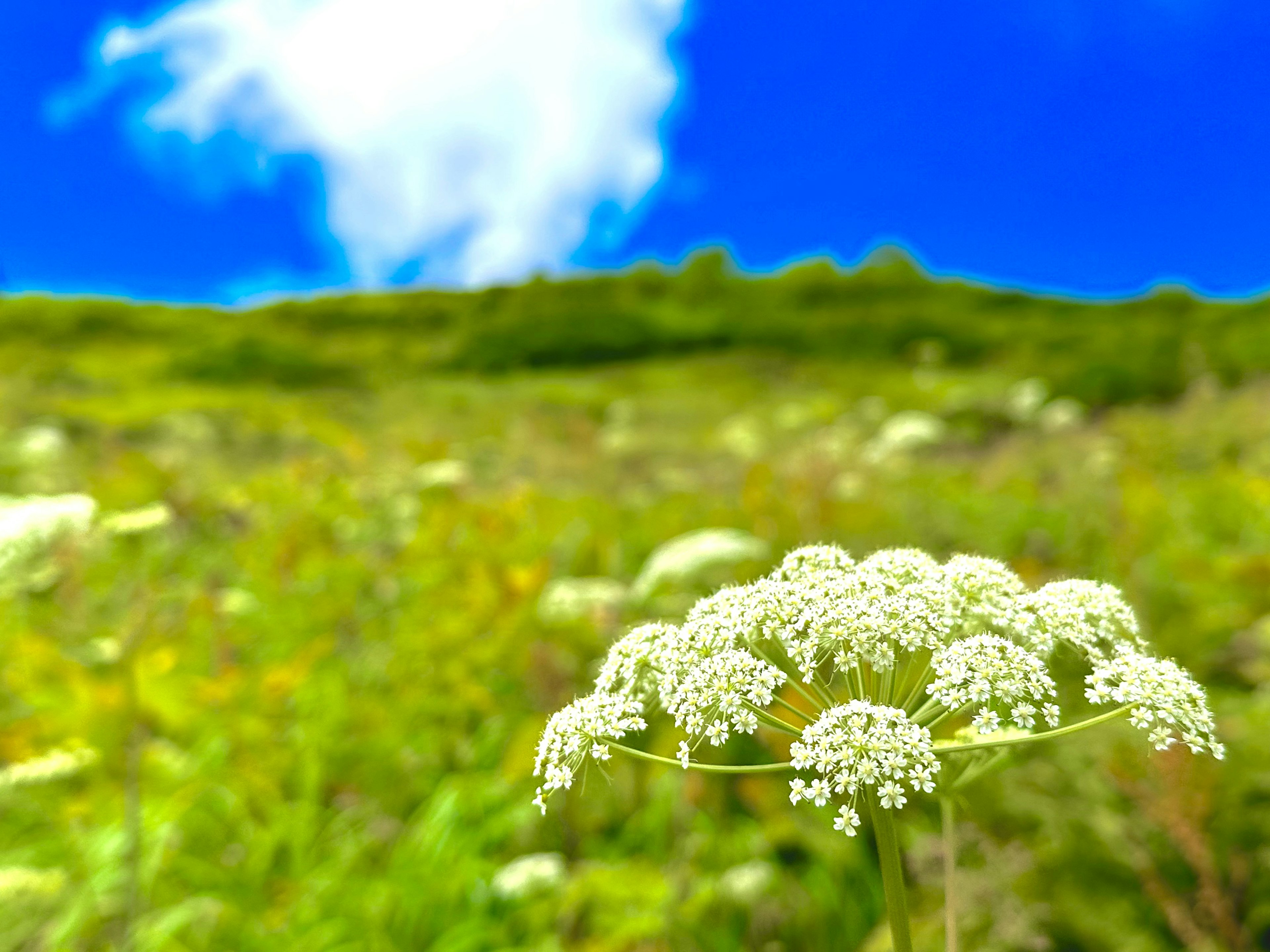 Primo piano di fiori bianchi sotto un cielo blu con un prato verde