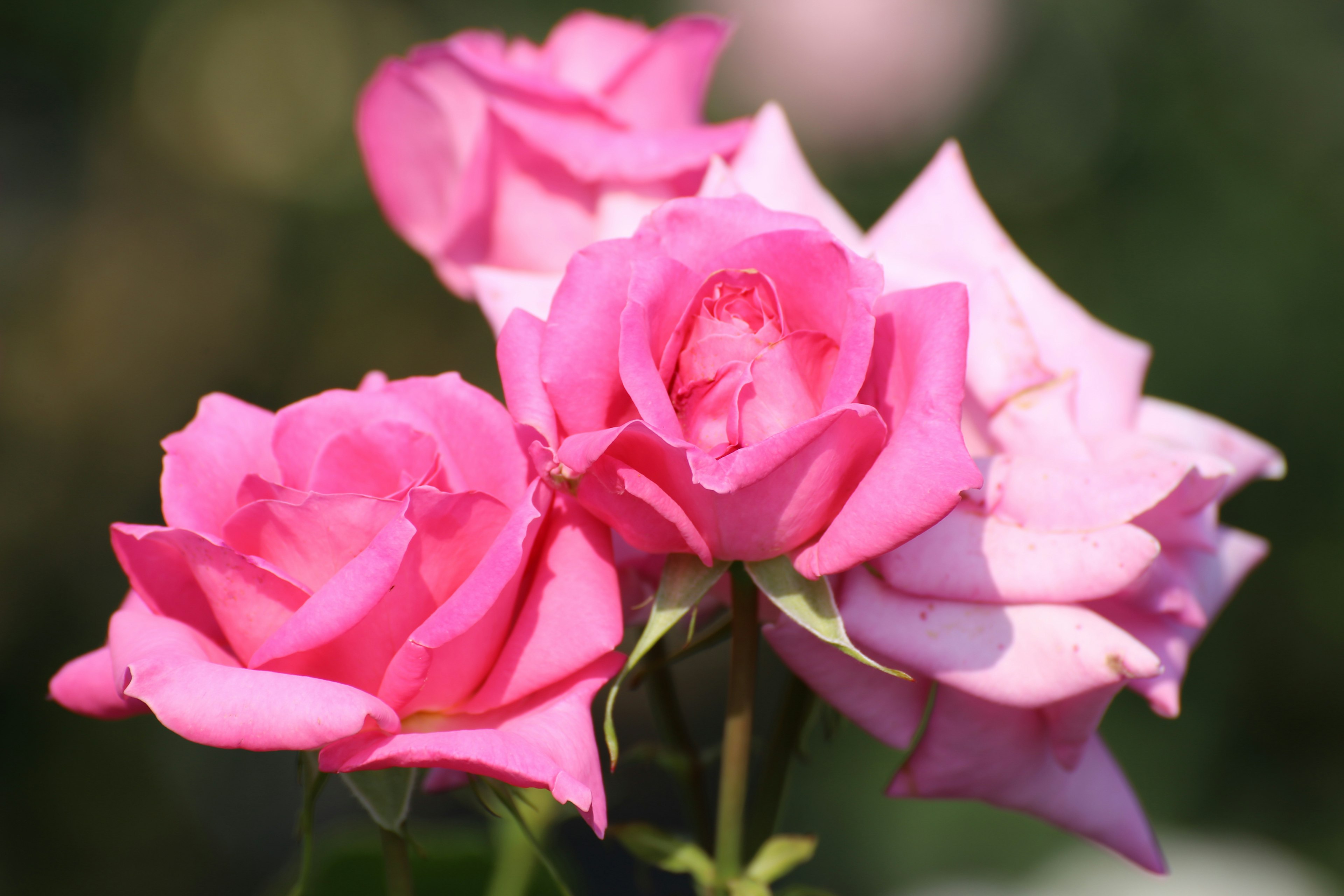 A bouquet of vibrant pink roses