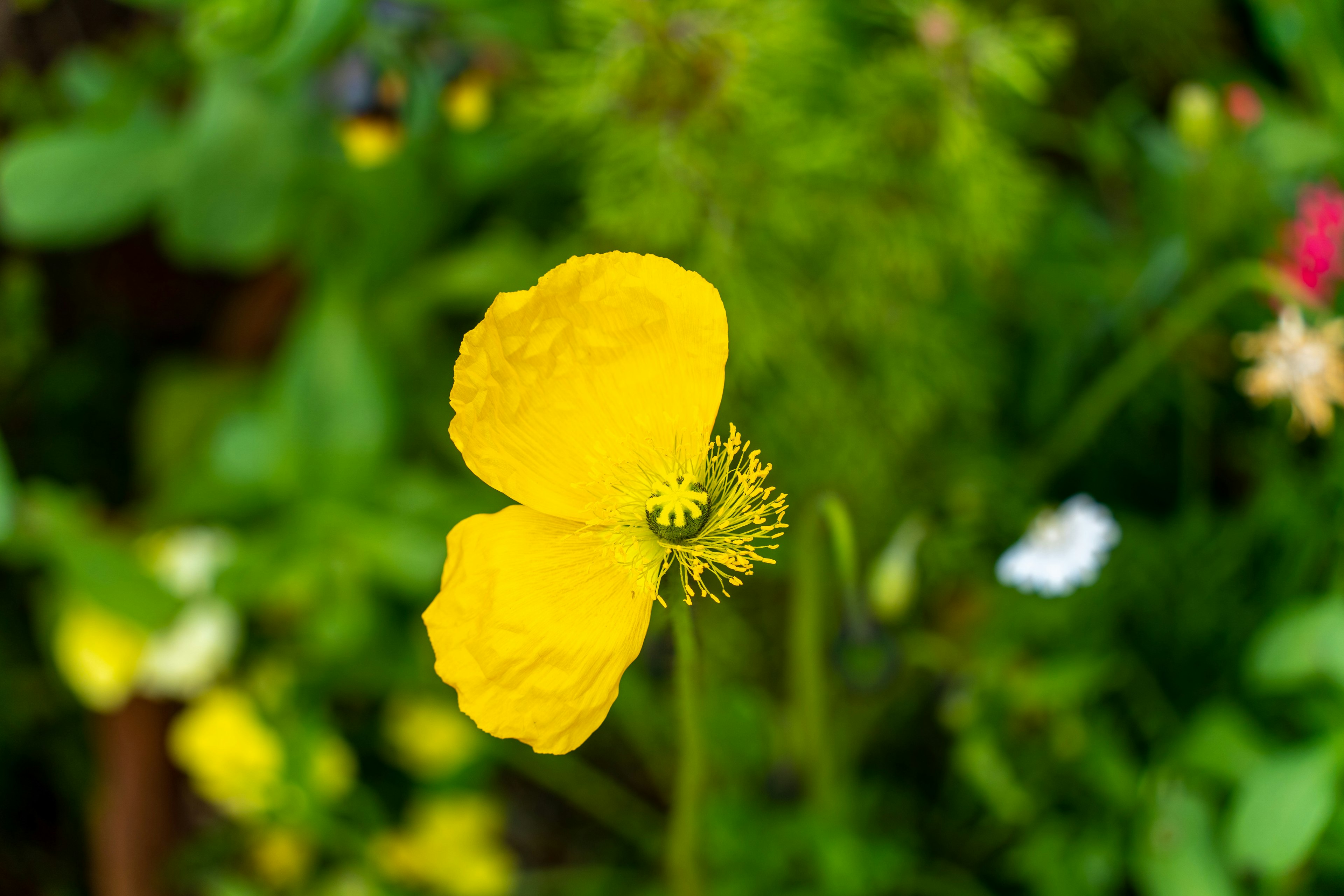 鮮やかな黄色の花が緑の背景の中で咲いている