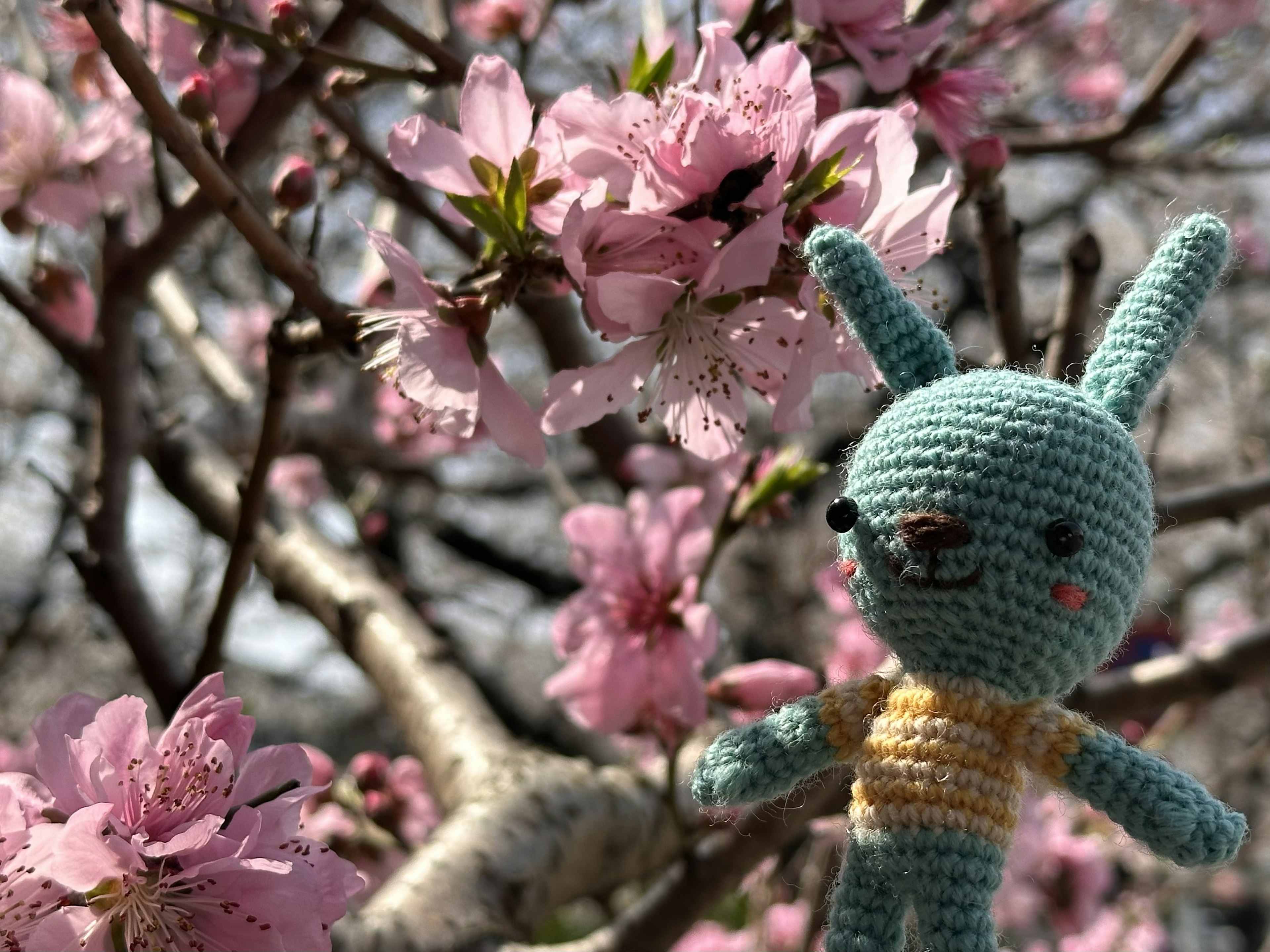 Crocheted bunny toy in front of cherry blossom flowers