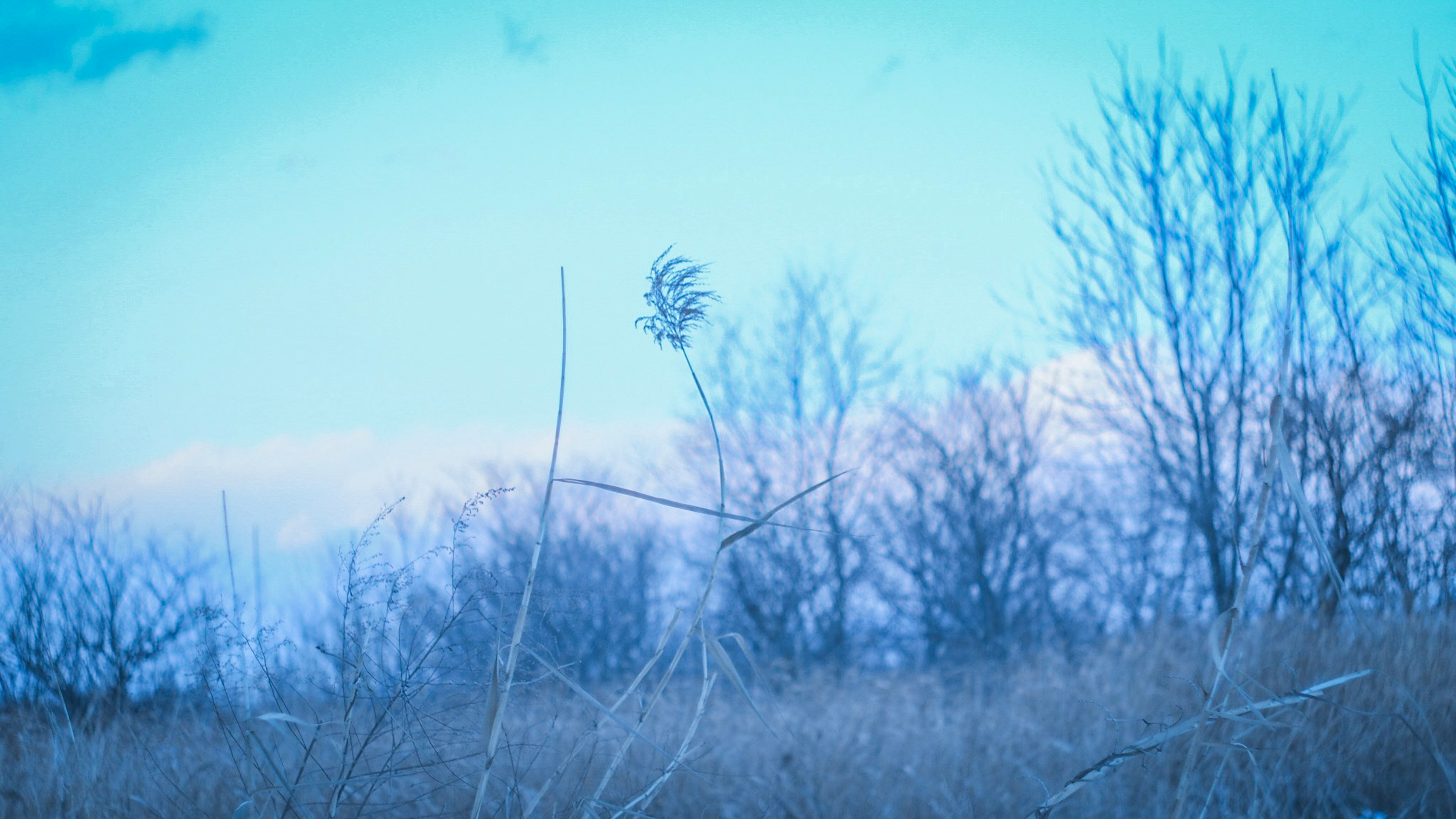 Landschaft mit blauem Himmel und trockener Graslandschaft mit verstreuten kahlen Bäumen