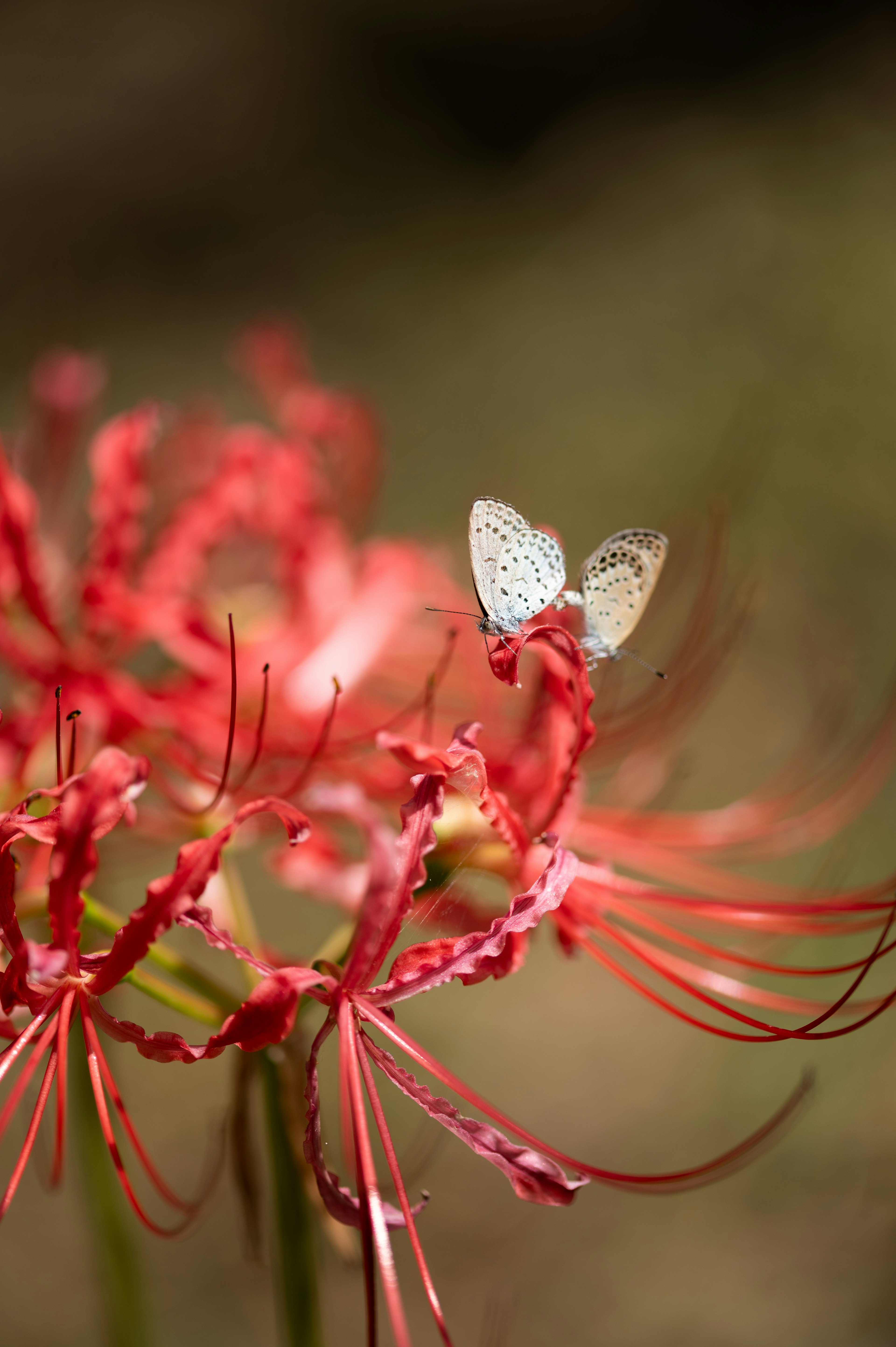 Una pequeña mariposa posada sobre una flor roja