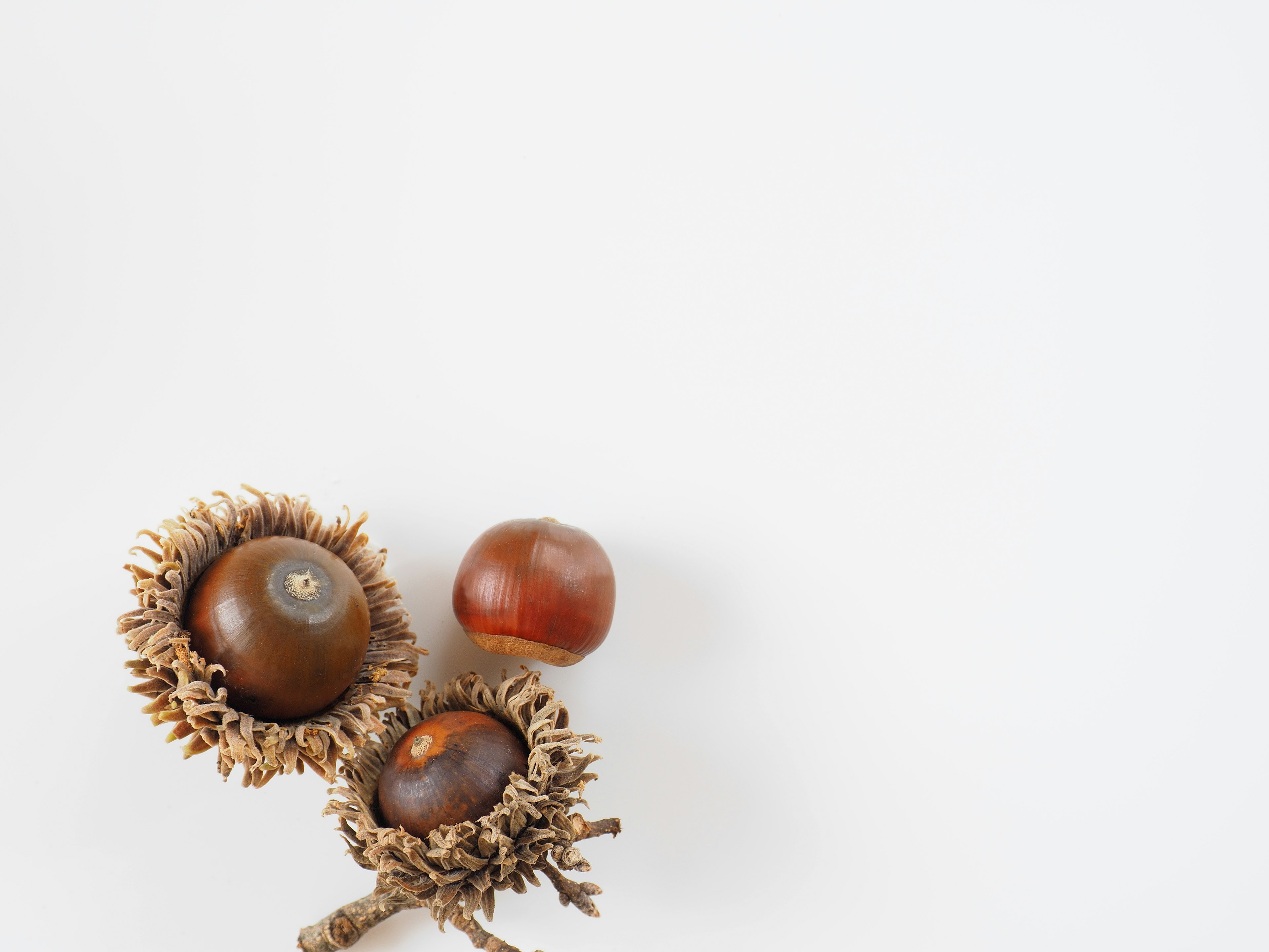 Three chestnuts and their shells on a white background