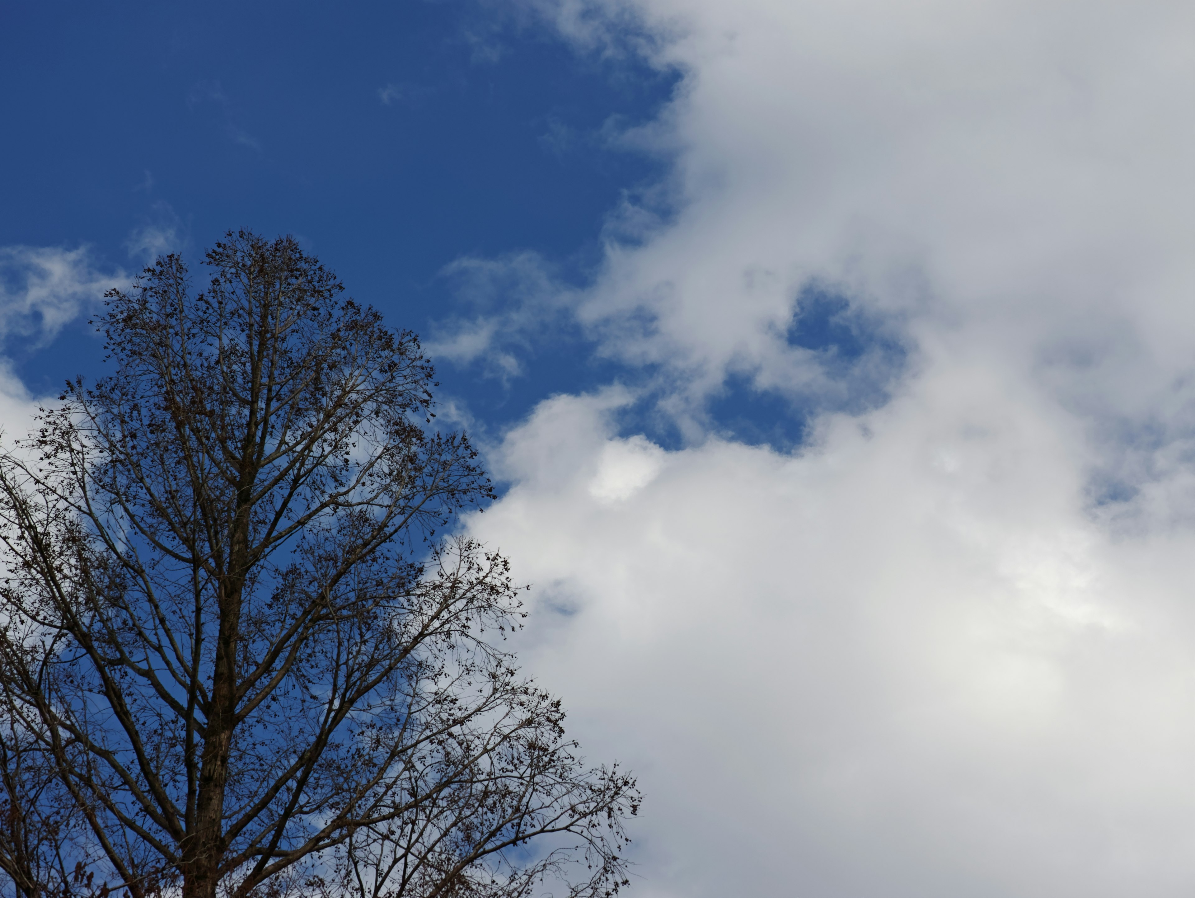 Pohon telanjang di bawah langit biru dengan awan putih