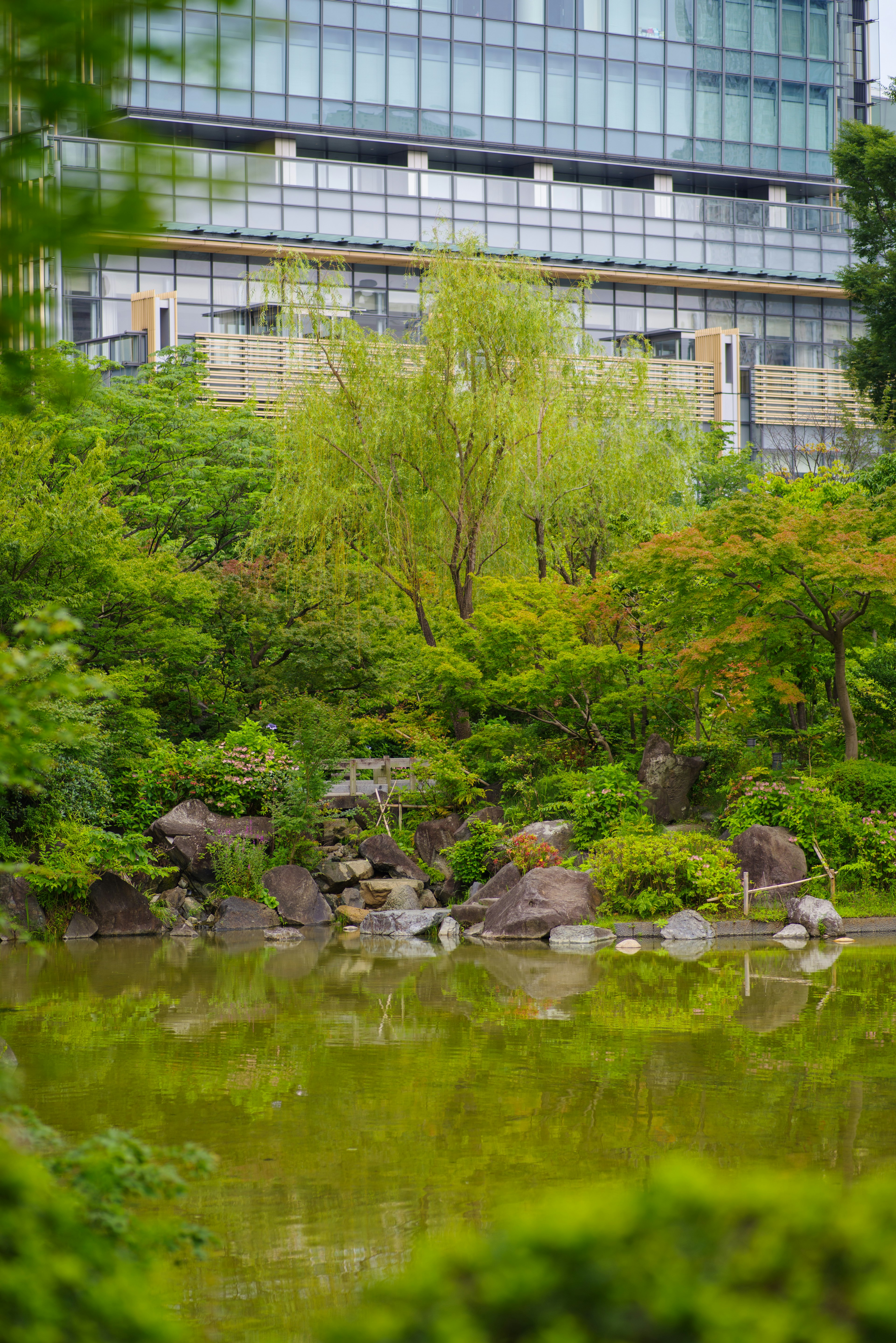 郁郁葱葱的公园池塘与背景中的现代建筑