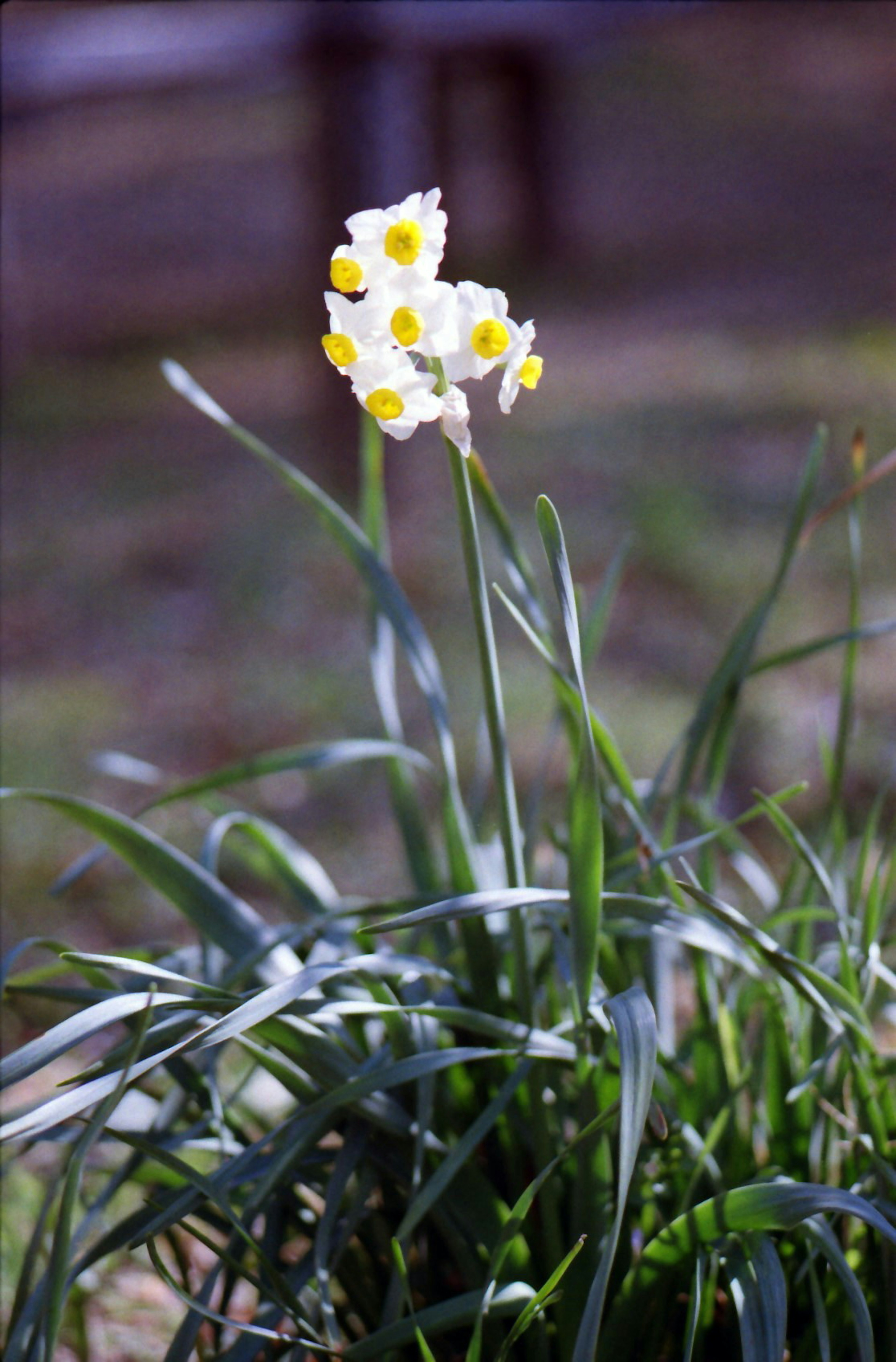 Narzissenblüten mit gelben Blütenblättern, die zwischen grünen Blättern blühen