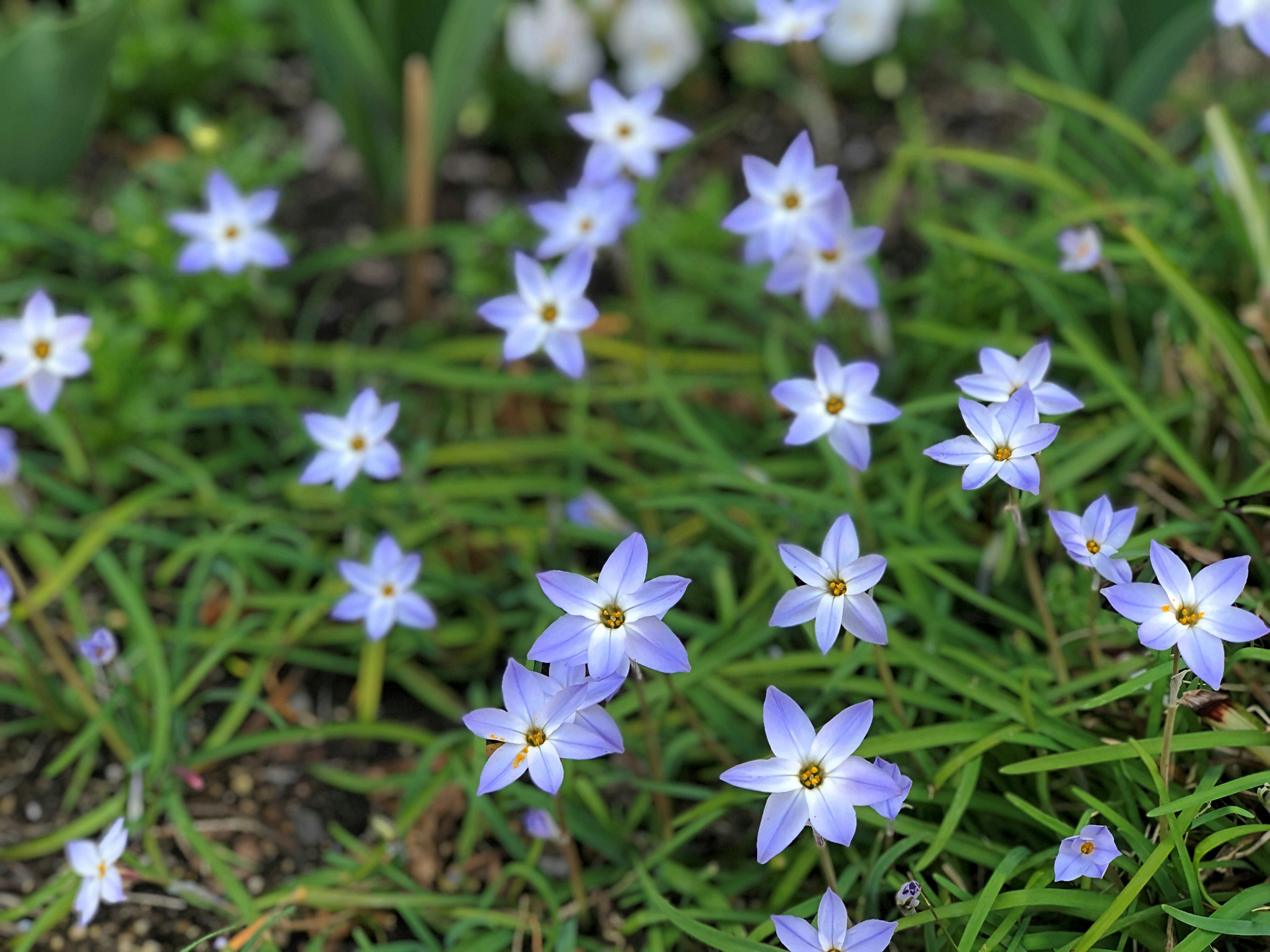 Gruppen von hellvioletten Blumen, die im grünen Gras blühen