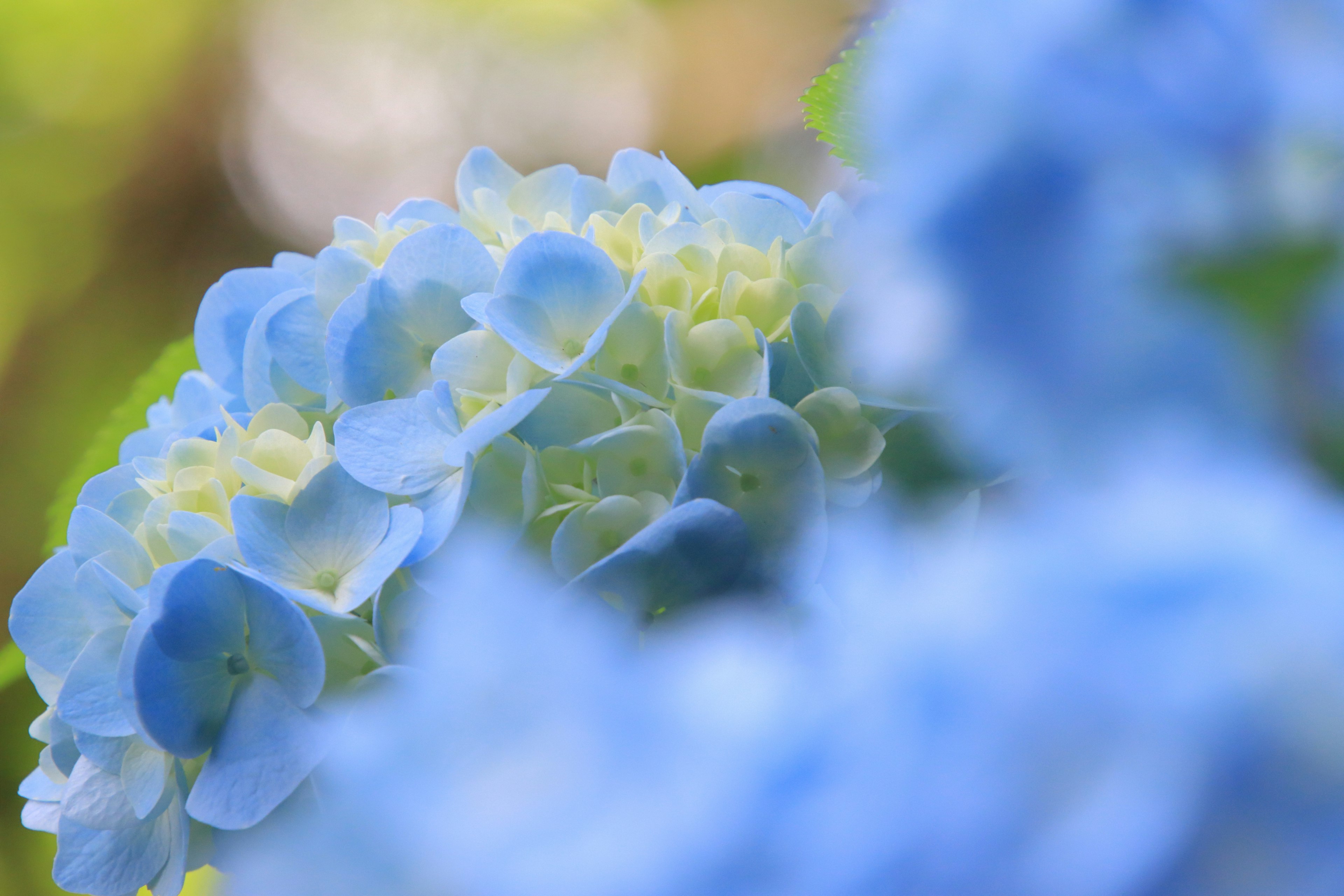 Soft focus image of blue hydrangea flowers with blurred background