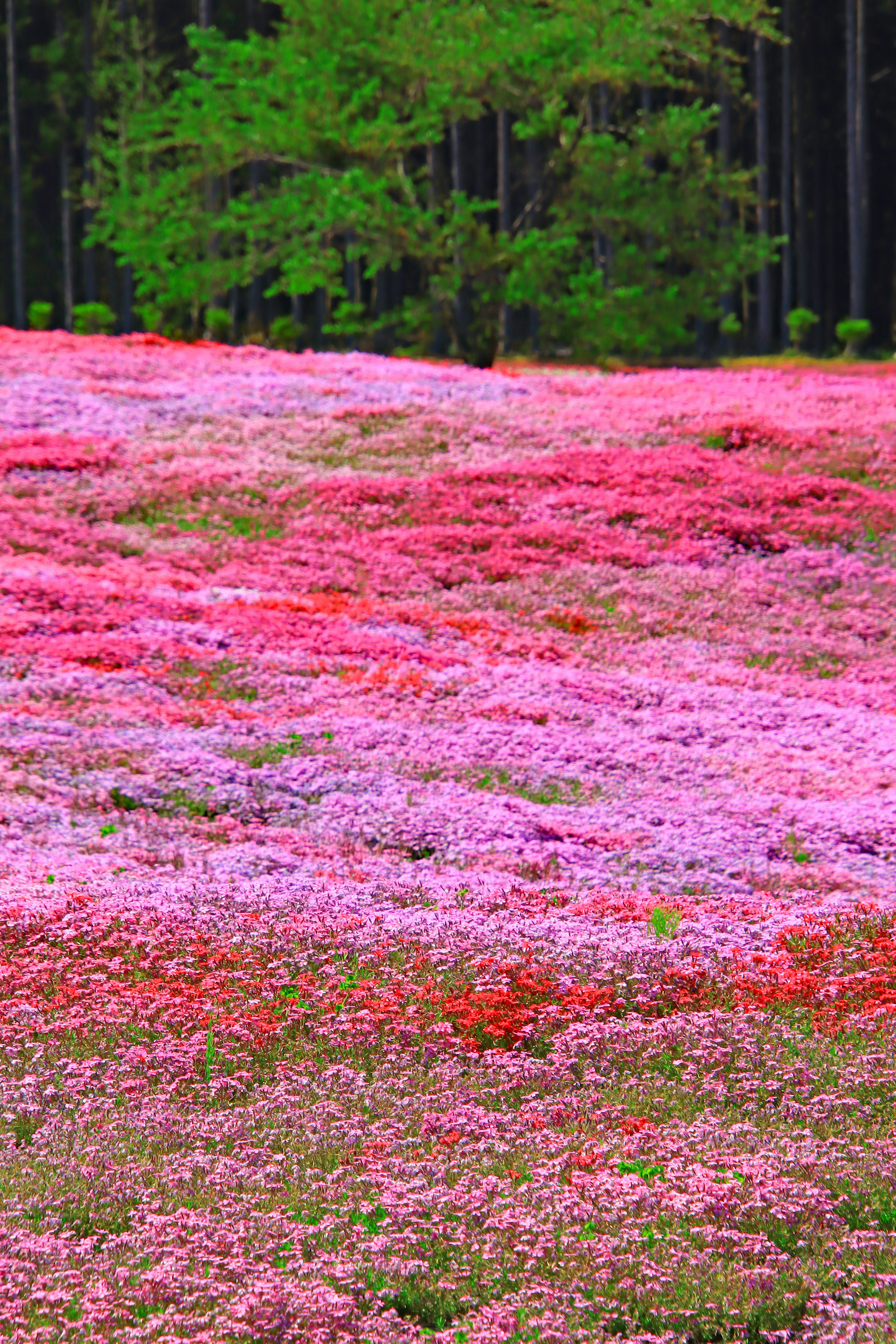 Campo vibrante de flores en tonos de rosa y púrpura