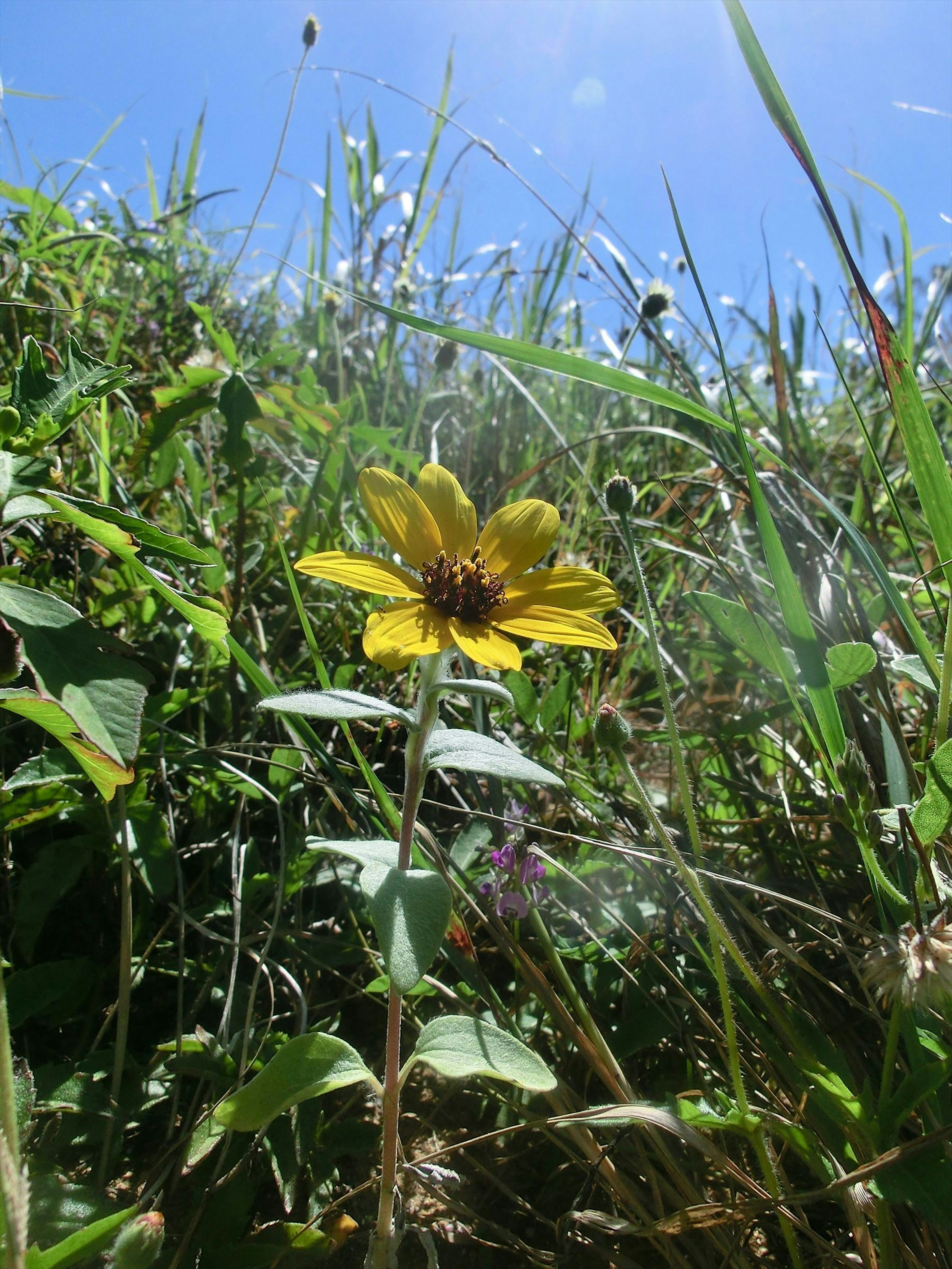 Yellow flower blooming under blue sky with green grass