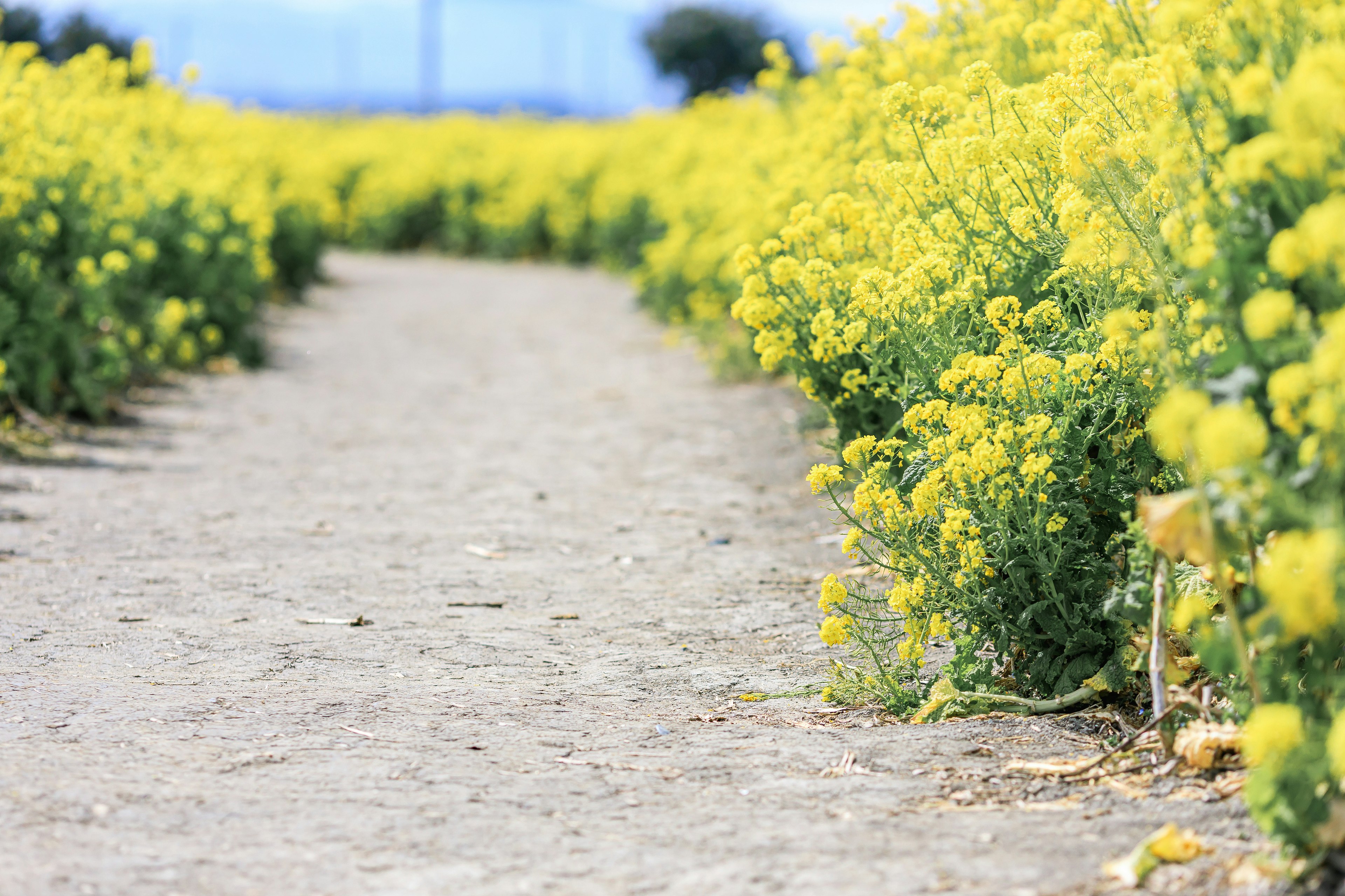 Pathway surrounded by bright yellow flowers