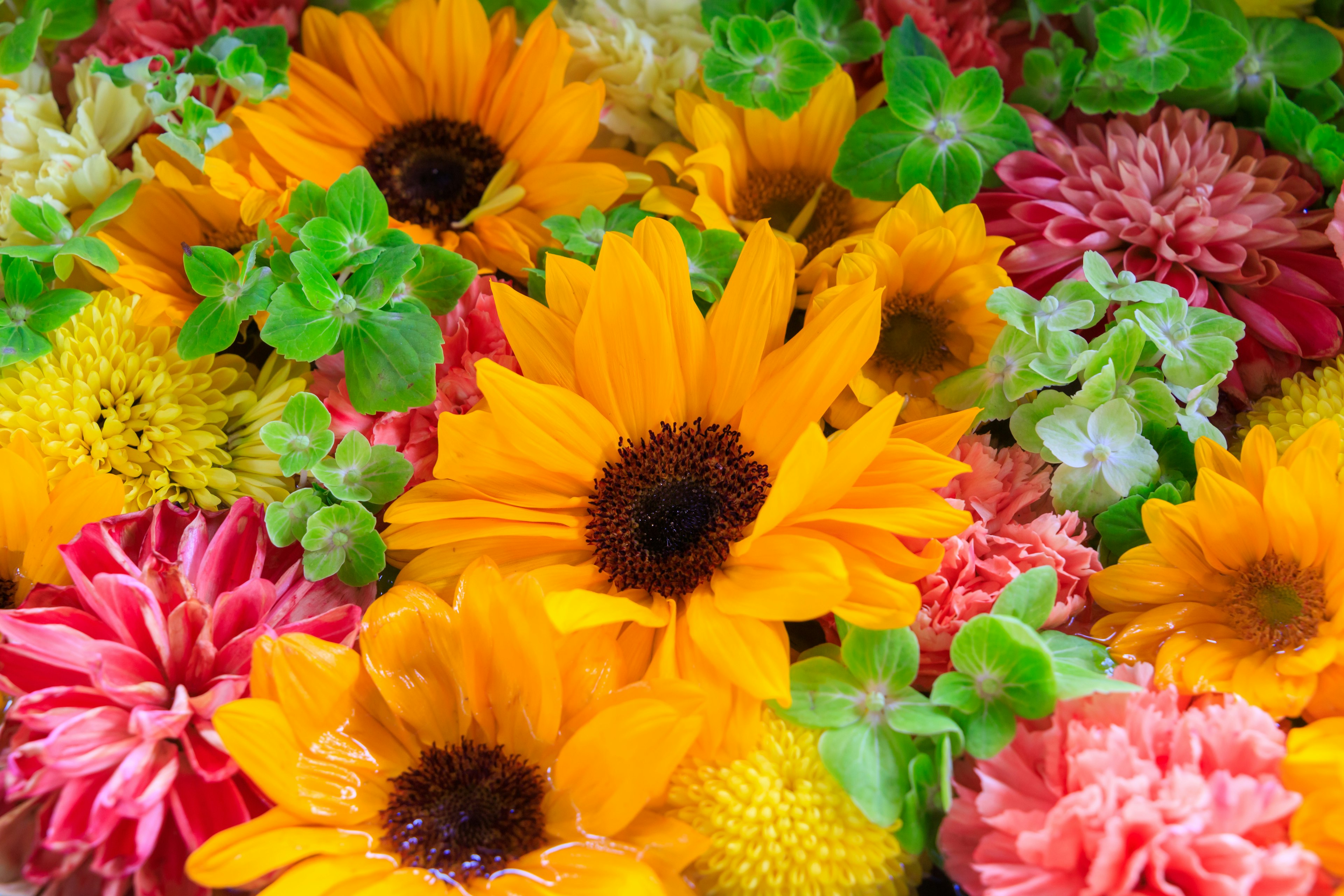 Ein lebendiges Arrangement aus Sonnenblumen und bunten Blumen in einer Blumenanzeige