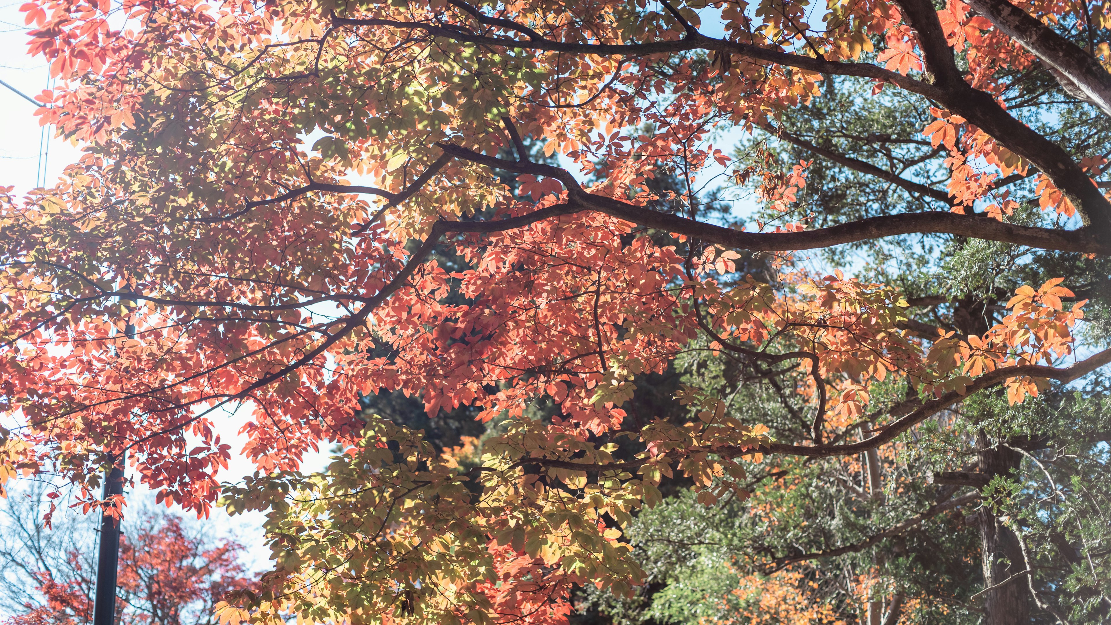 鮮やかな紅葉が見える木の枝と青空