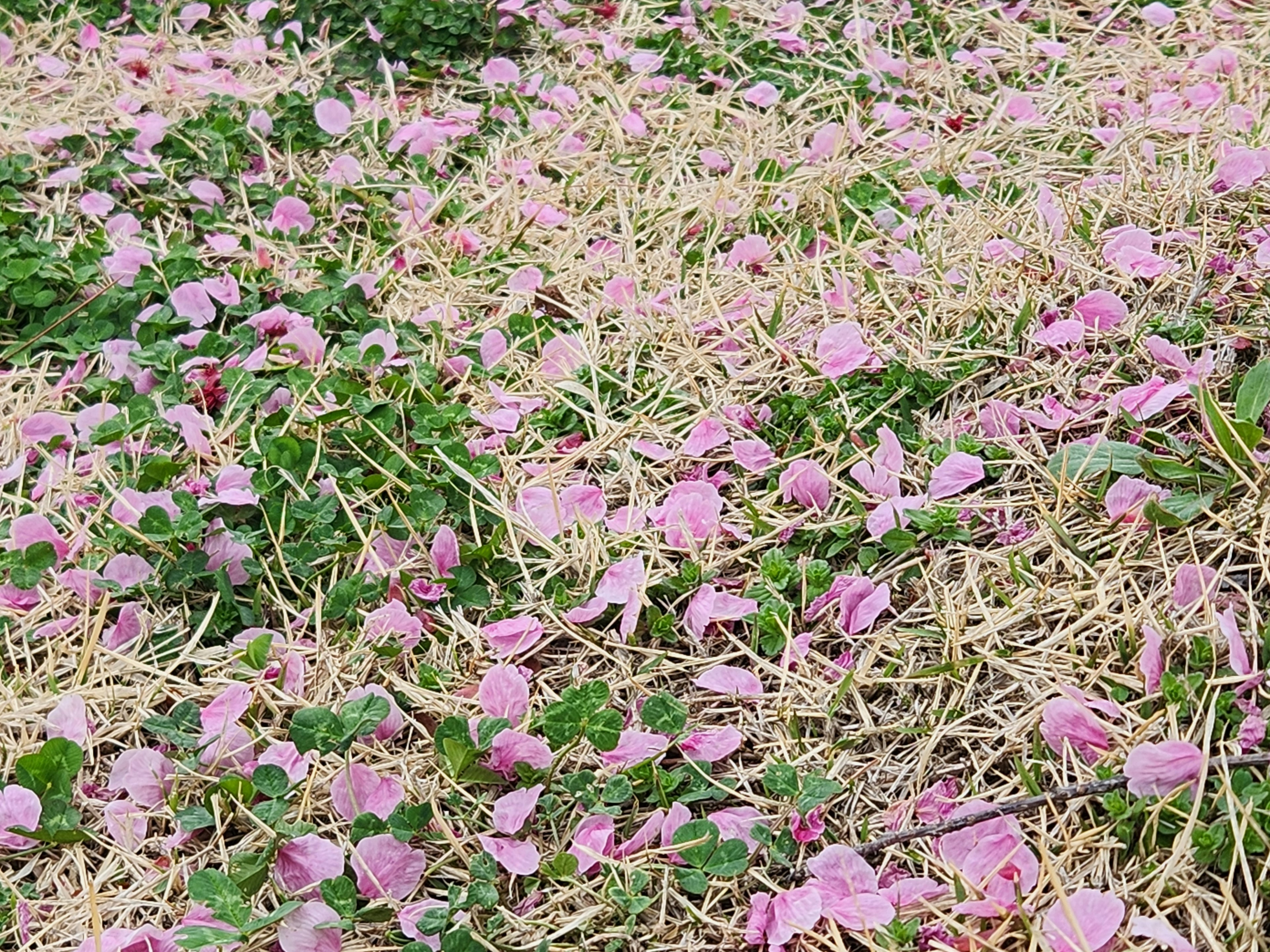 Ladang yang dipenuhi bunga merah muda dan daun hijau