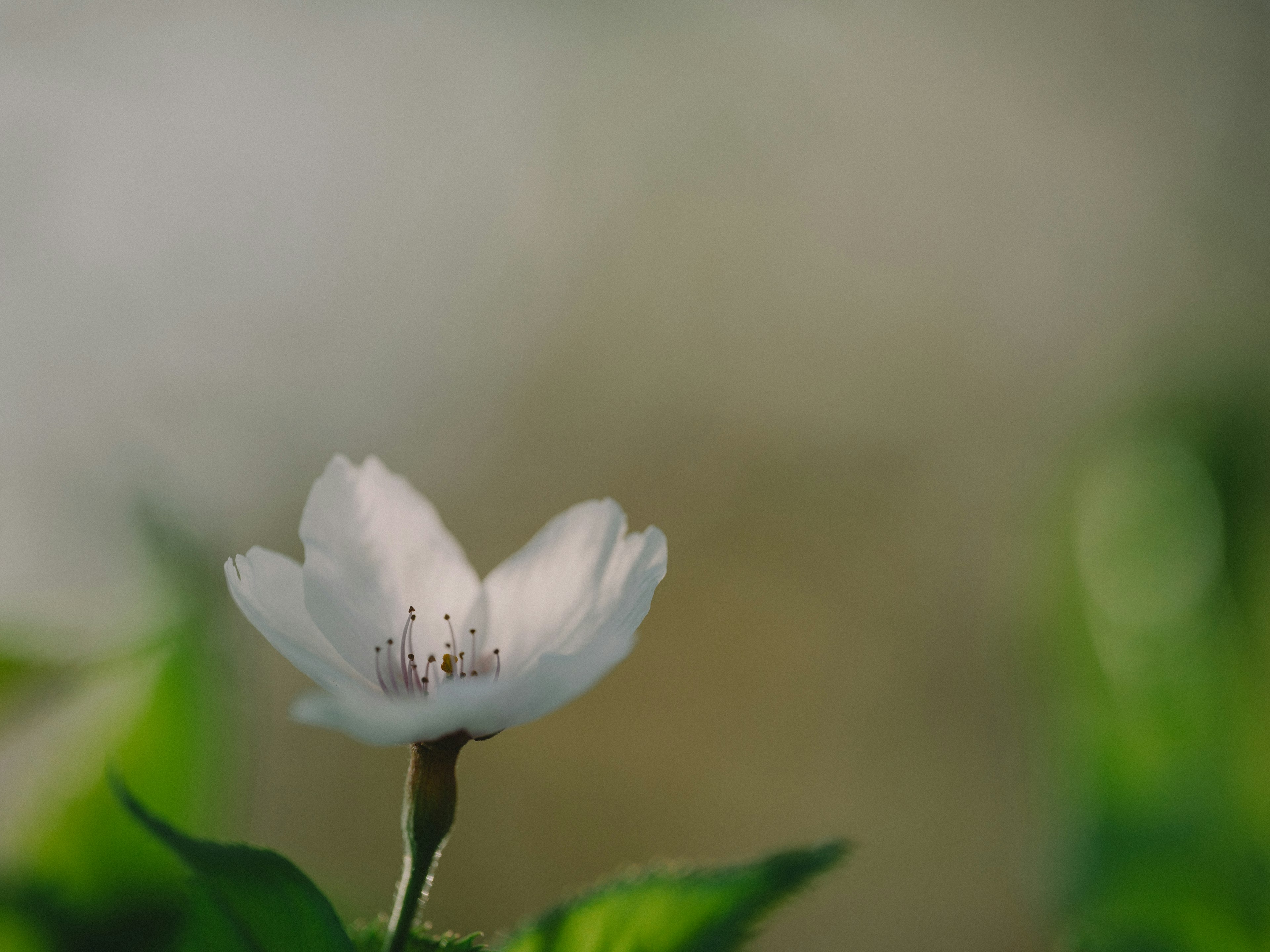 一朵白花在綠葉間綻放，背景柔和