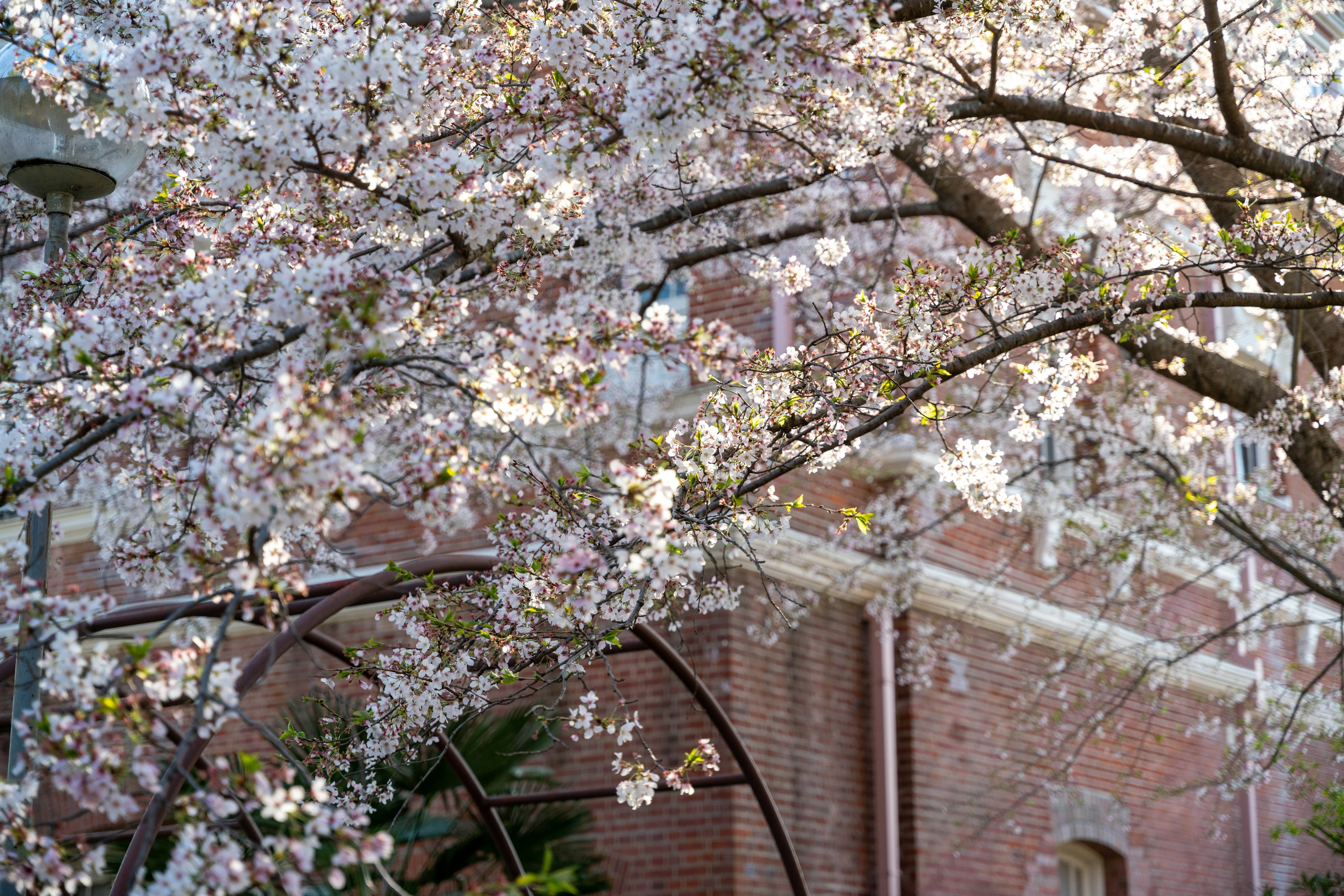 Beautiful cherry blossom branches with pink flowers and a brick building