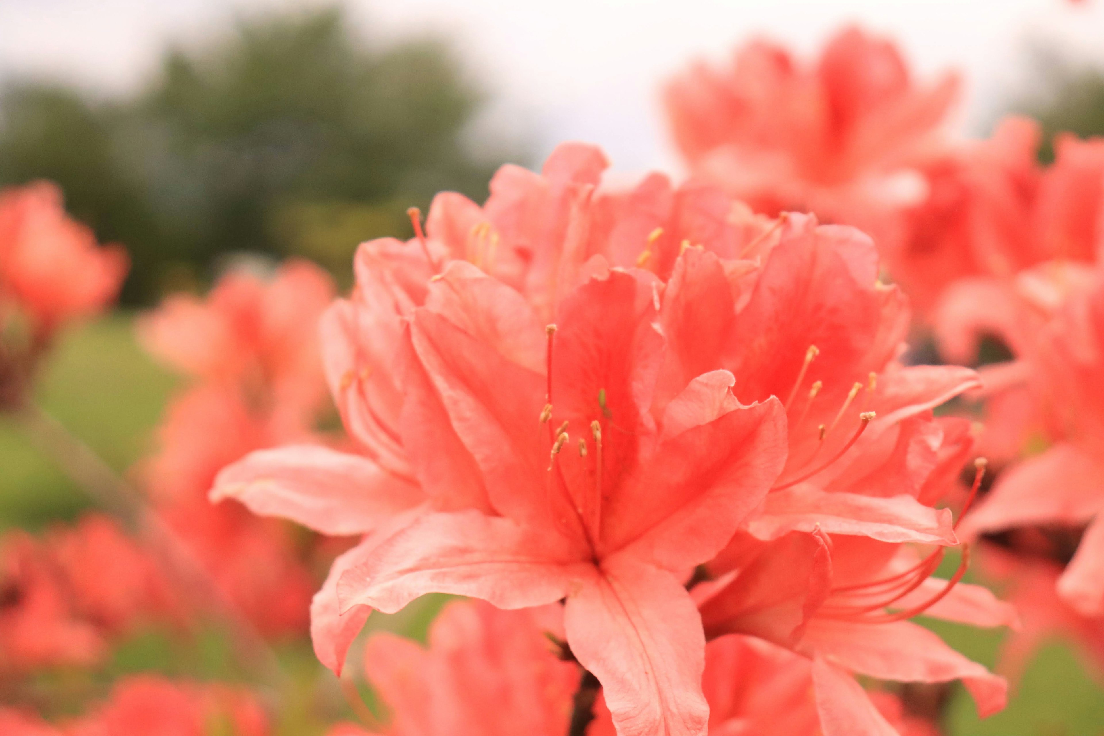 Close-up of blooming azalea flowers in vibrant coral color