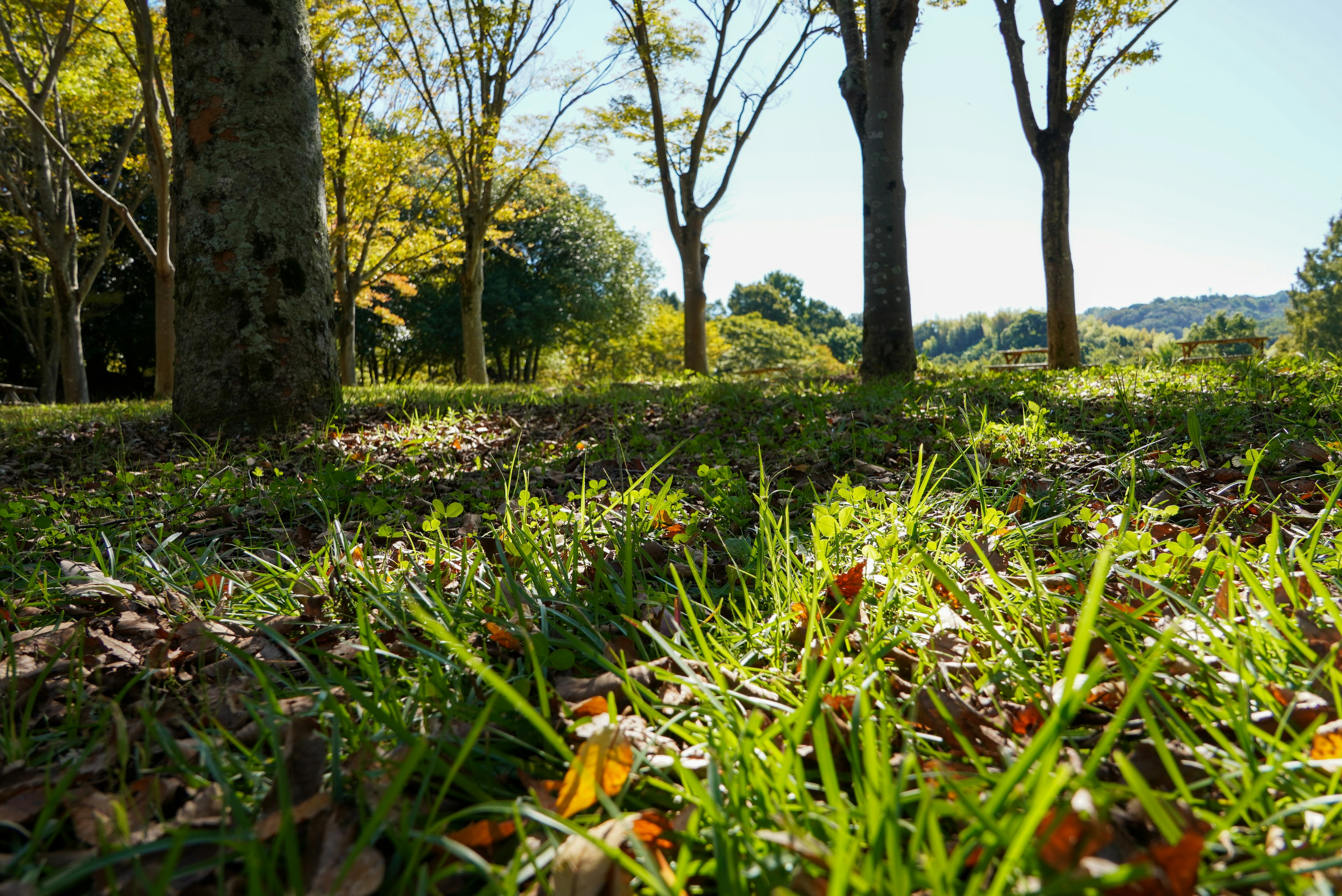 Vue de l'herbe et des arbres dans un parc d'automne