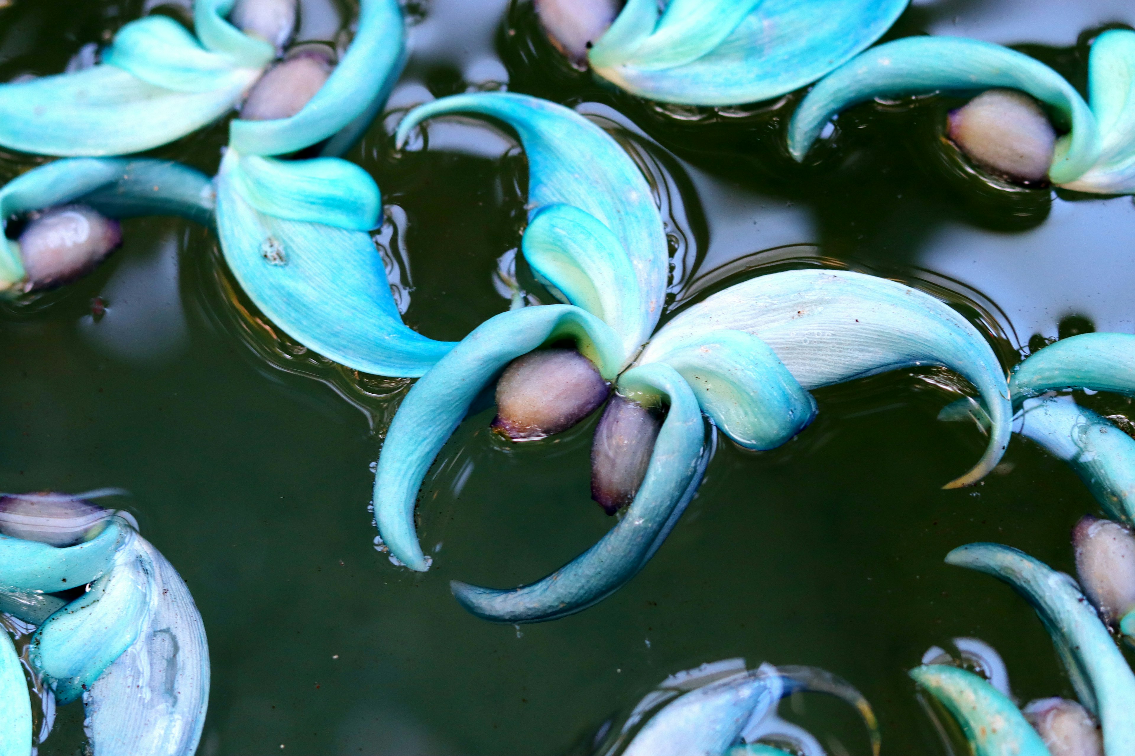 Hermosa escena de hojas azules y botones flotando en el agua