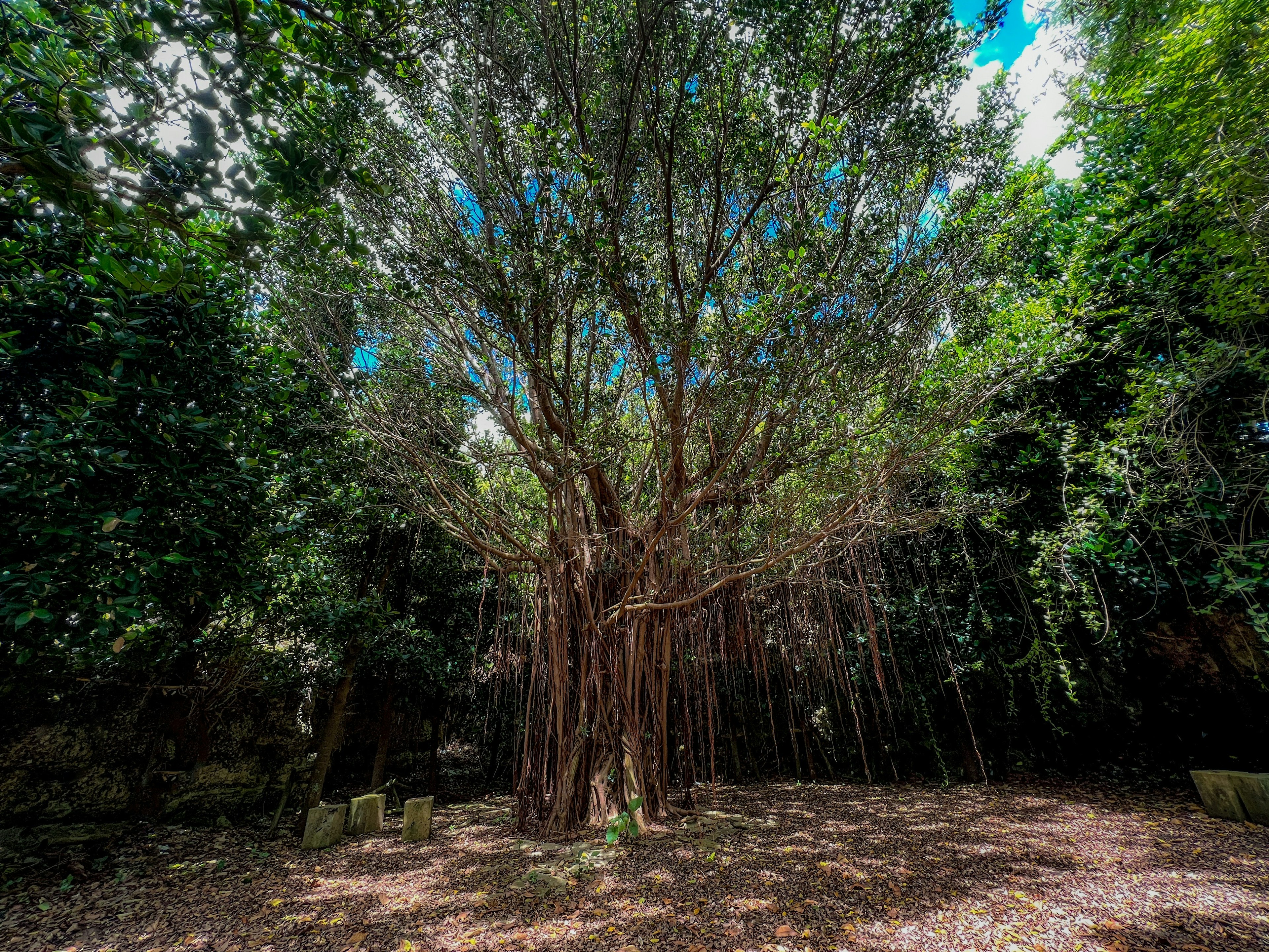 Large group of trees in a lush green environment with blue sky