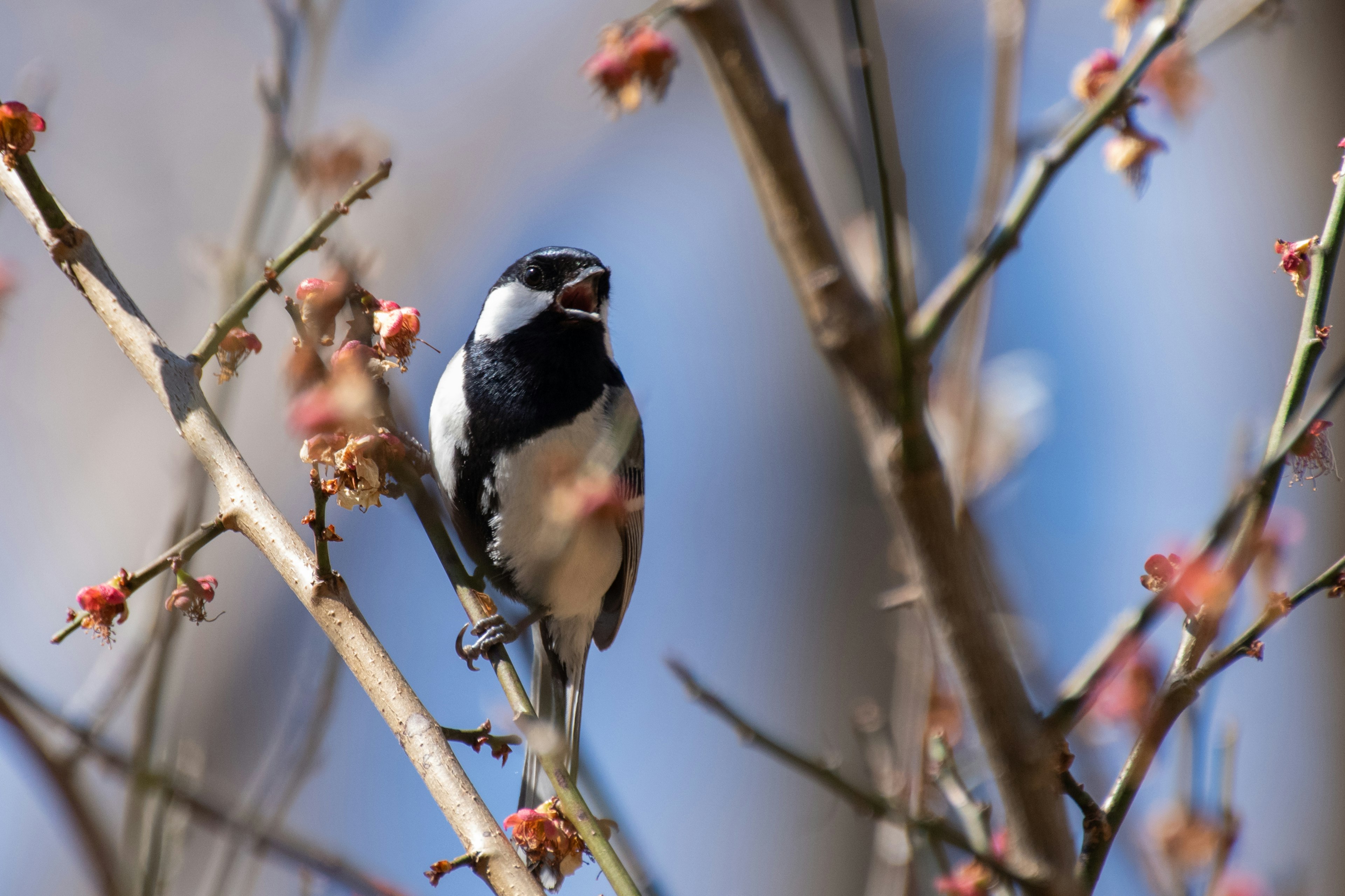 木の枝に止まる白黒の小鳥が花を背景にして鳴いている