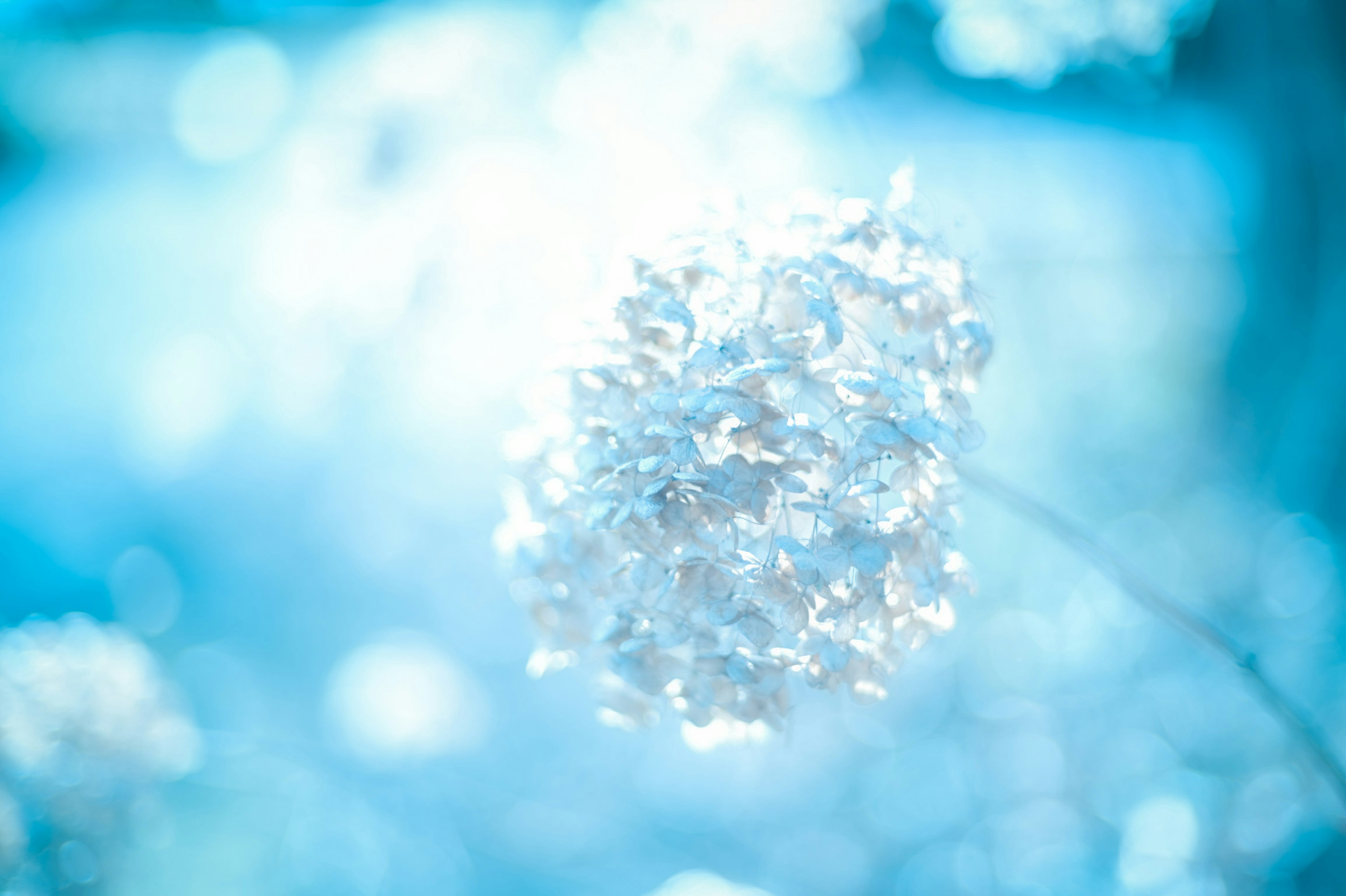 Close-up of white flowers against a soft blue background with gentle light effects