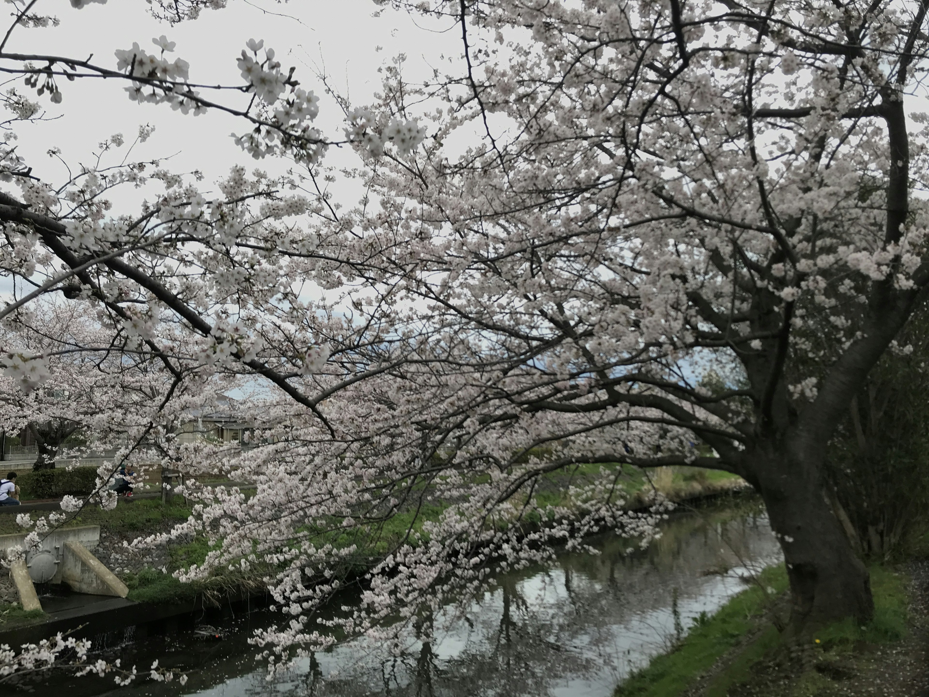 河边盛开的樱花树