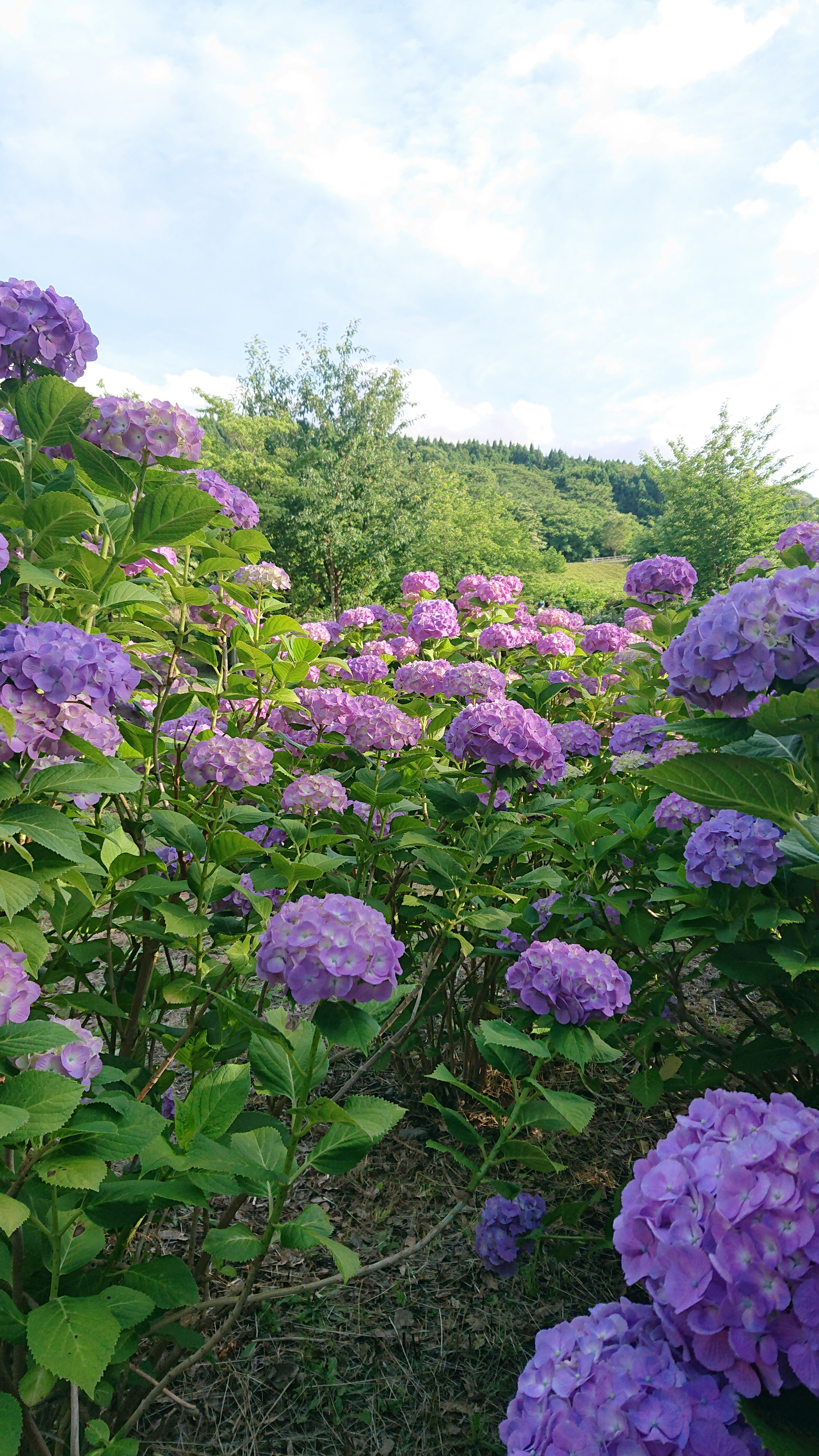 A pathway through blooming purple hydrangeas