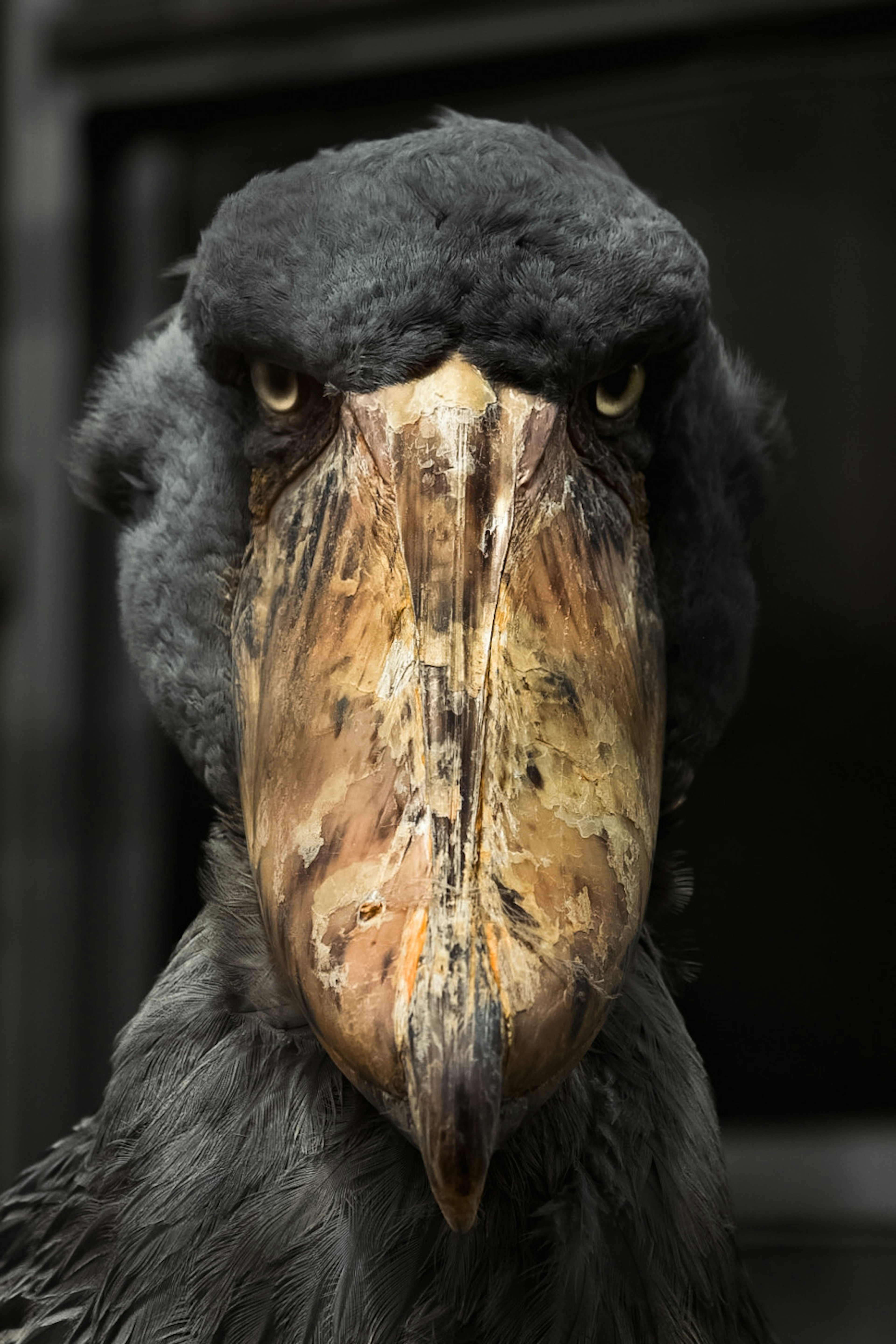 Close-up of a Shoebill with sharp eyes and unique beak