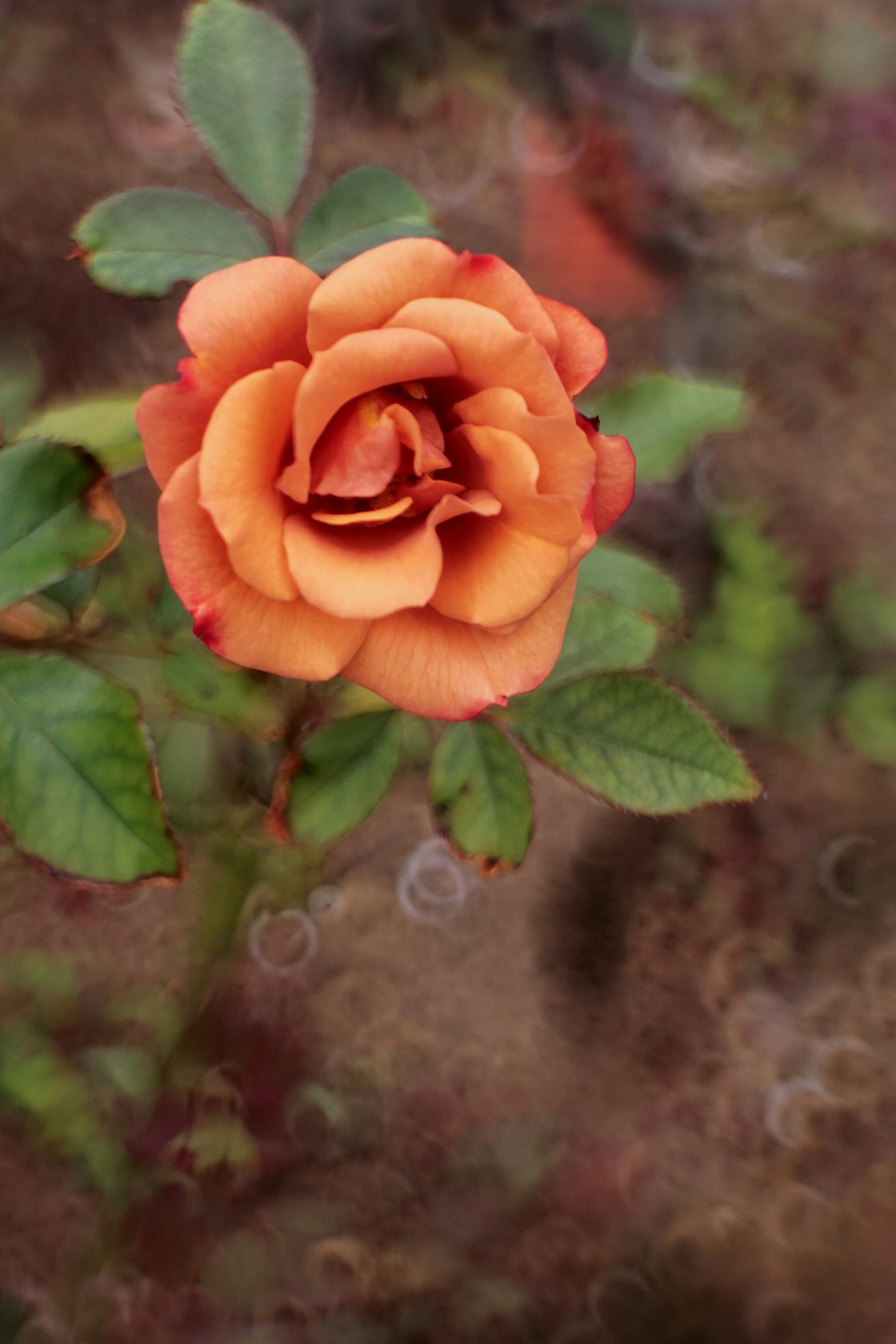 Une belle fleur de rose orange avec des feuilles vertes