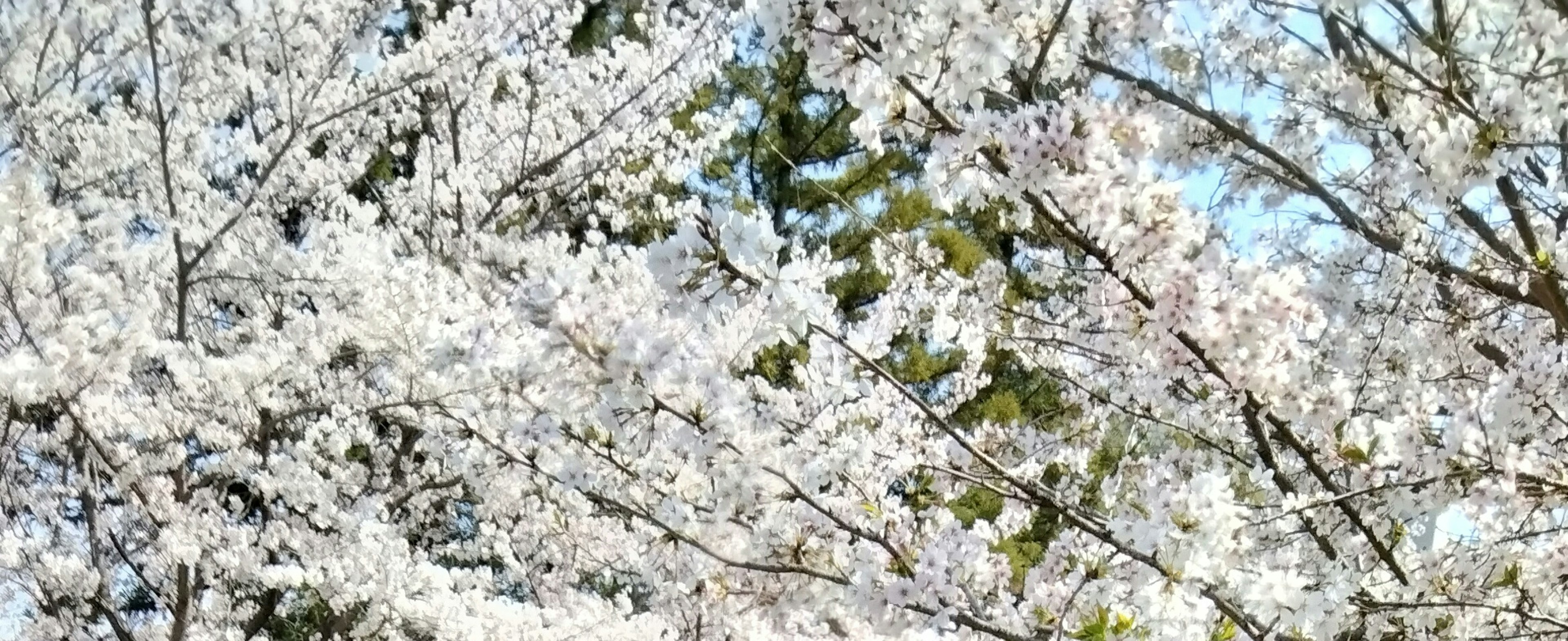 Branches covered in white cherry blossoms against a blue sky