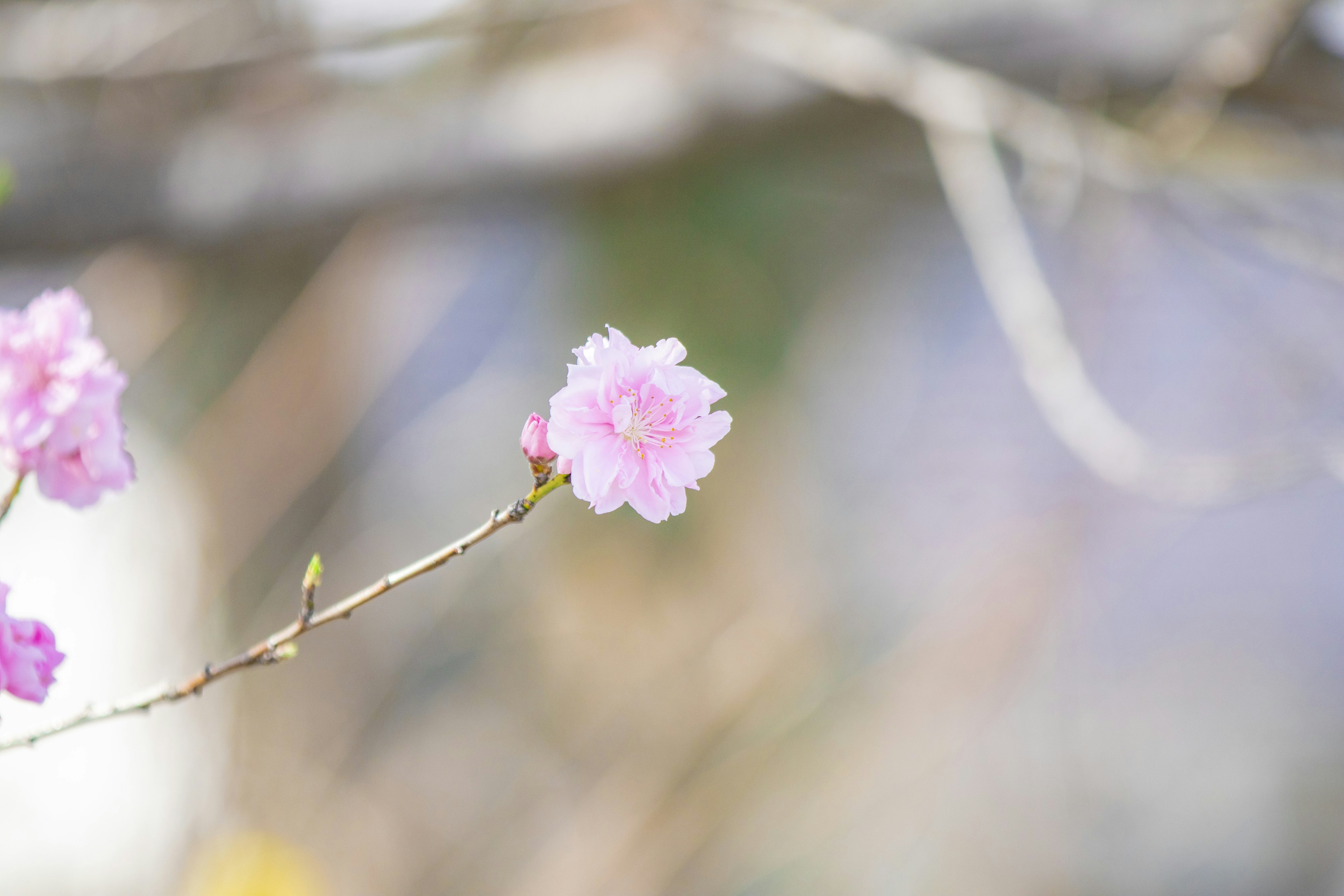 淡いピンクの花が枝に咲いている春の風景