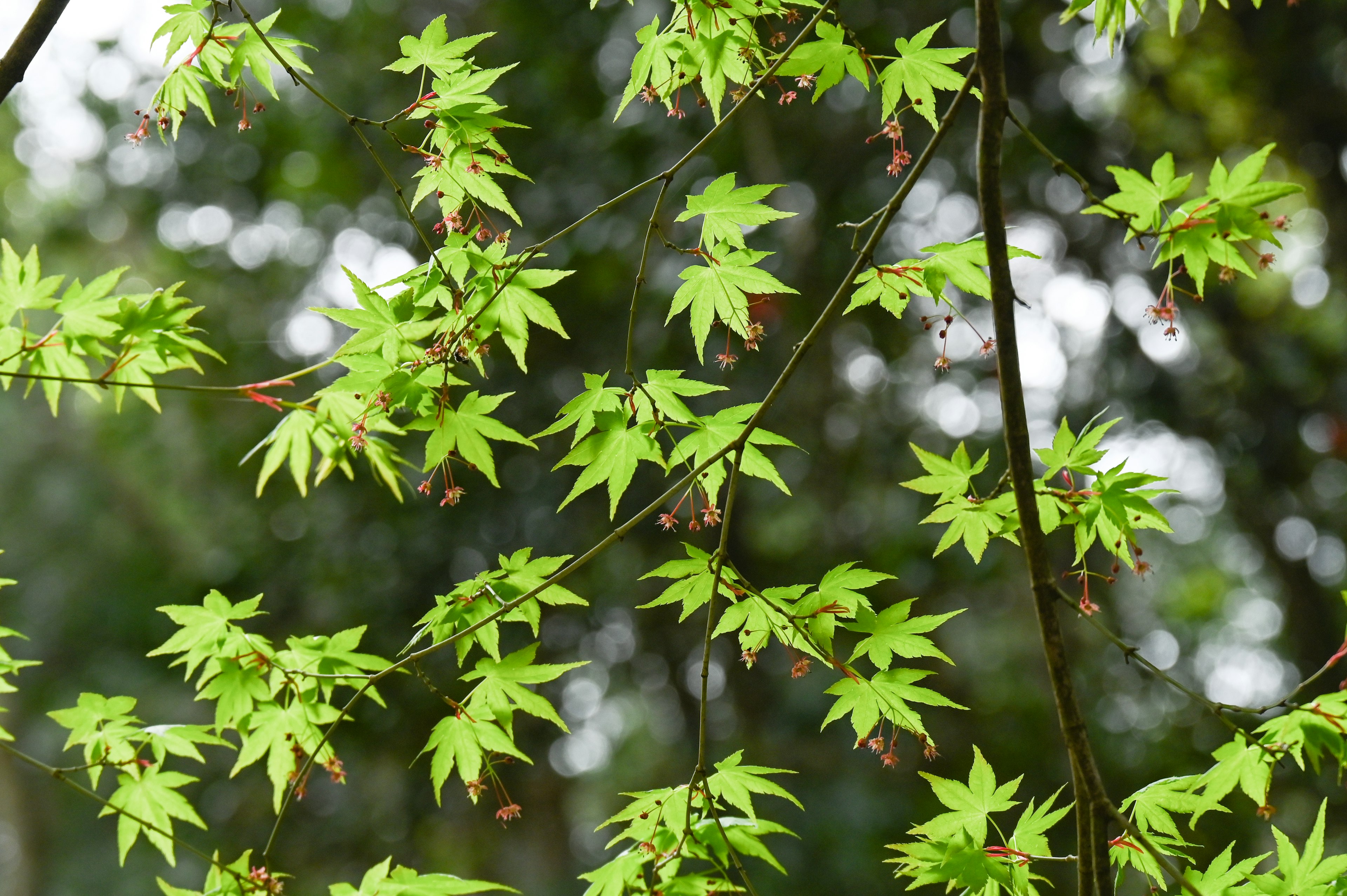 Close-up of branches with vibrant green maple leaves