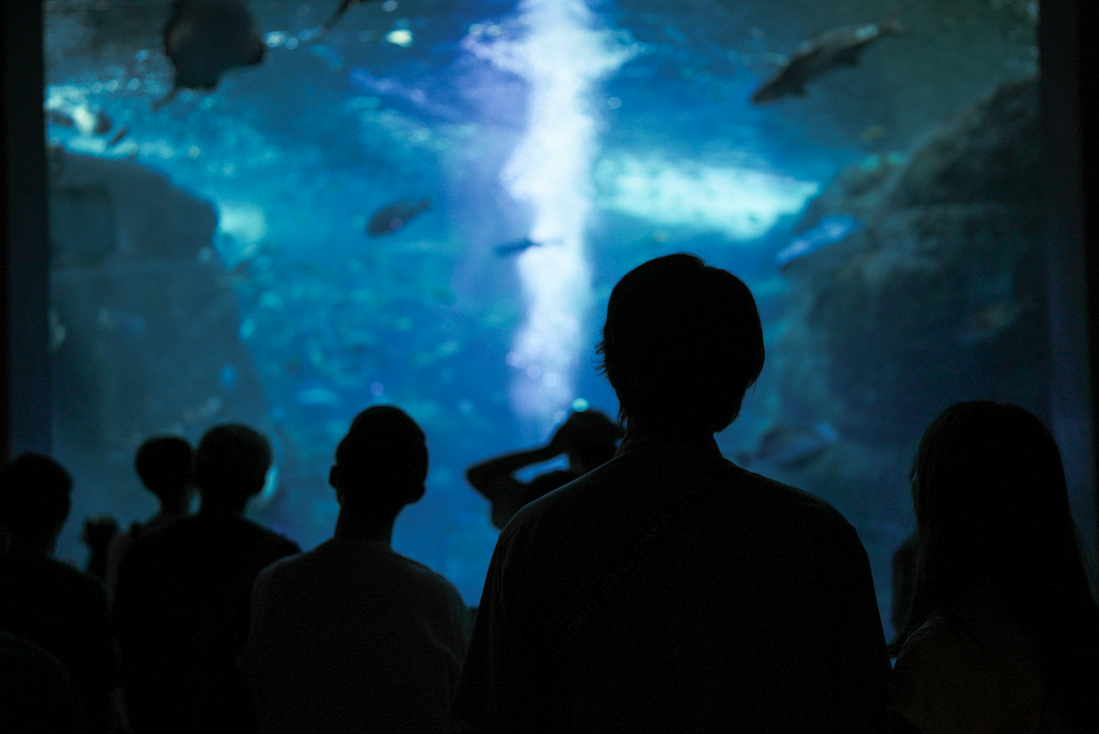 Silhouettes de personnes observant des créatures sous-marines dans un aquarium